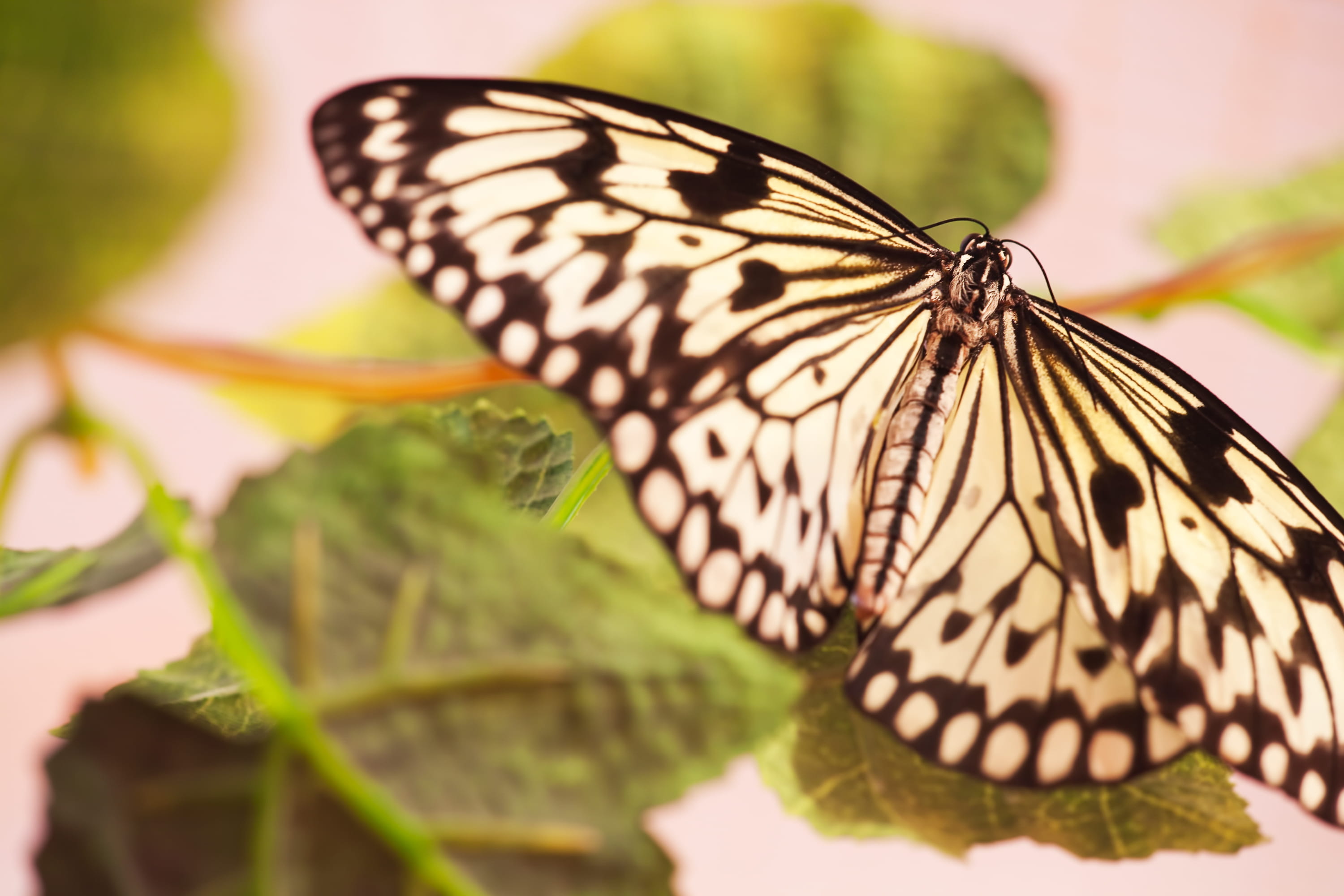 calm, close-up, orange, butterfly - insect, leaf, tranquility, looking, flower, migratory, invertebrate, animals in the wild, pattern, beauty, underside, HD Wallpaper
