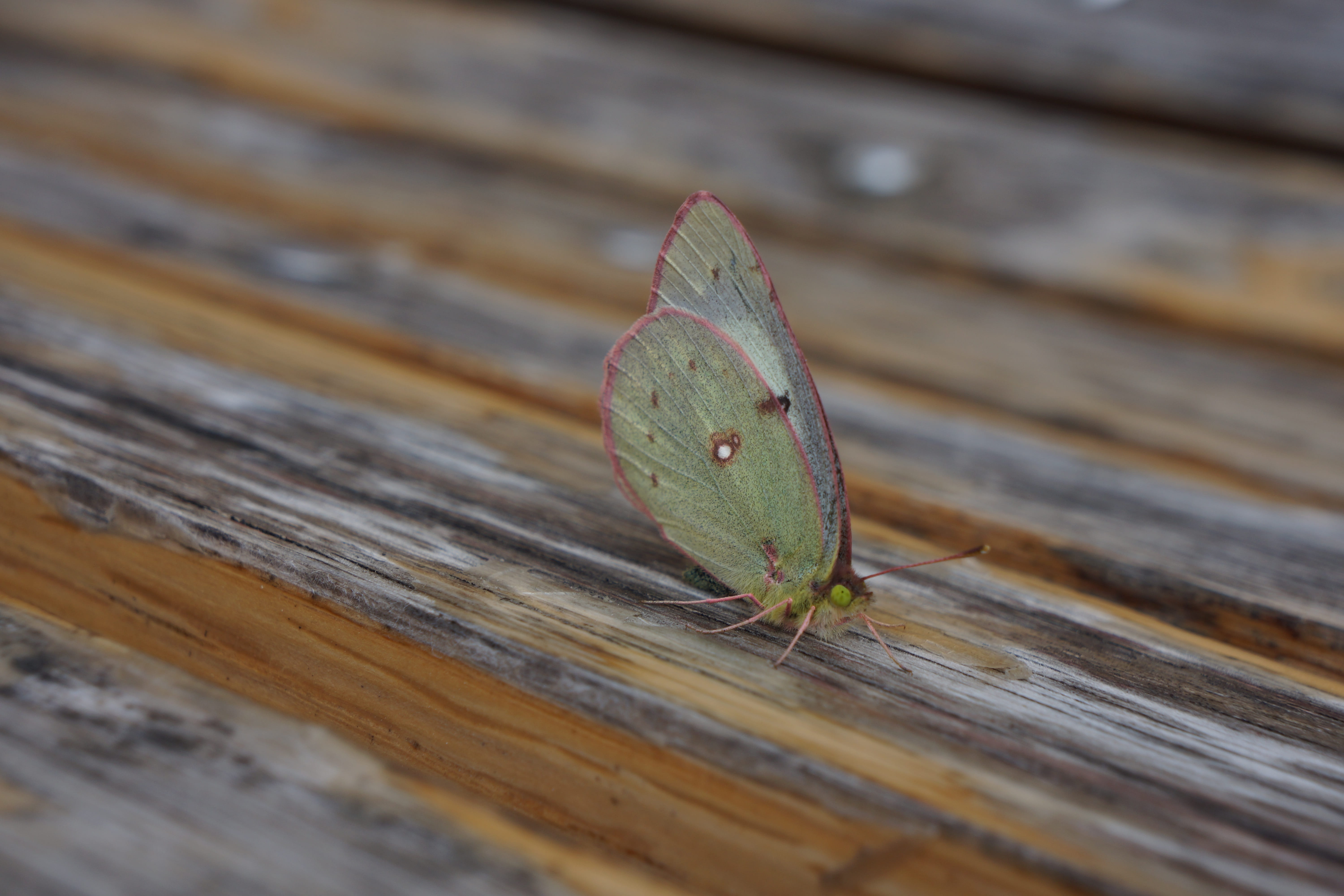 natural, wood - material, lovely, animal, green color, outdoors, plant part, high angle view, color, no people, brown, wing, attractive, bug, appealing, HD Wallpaper