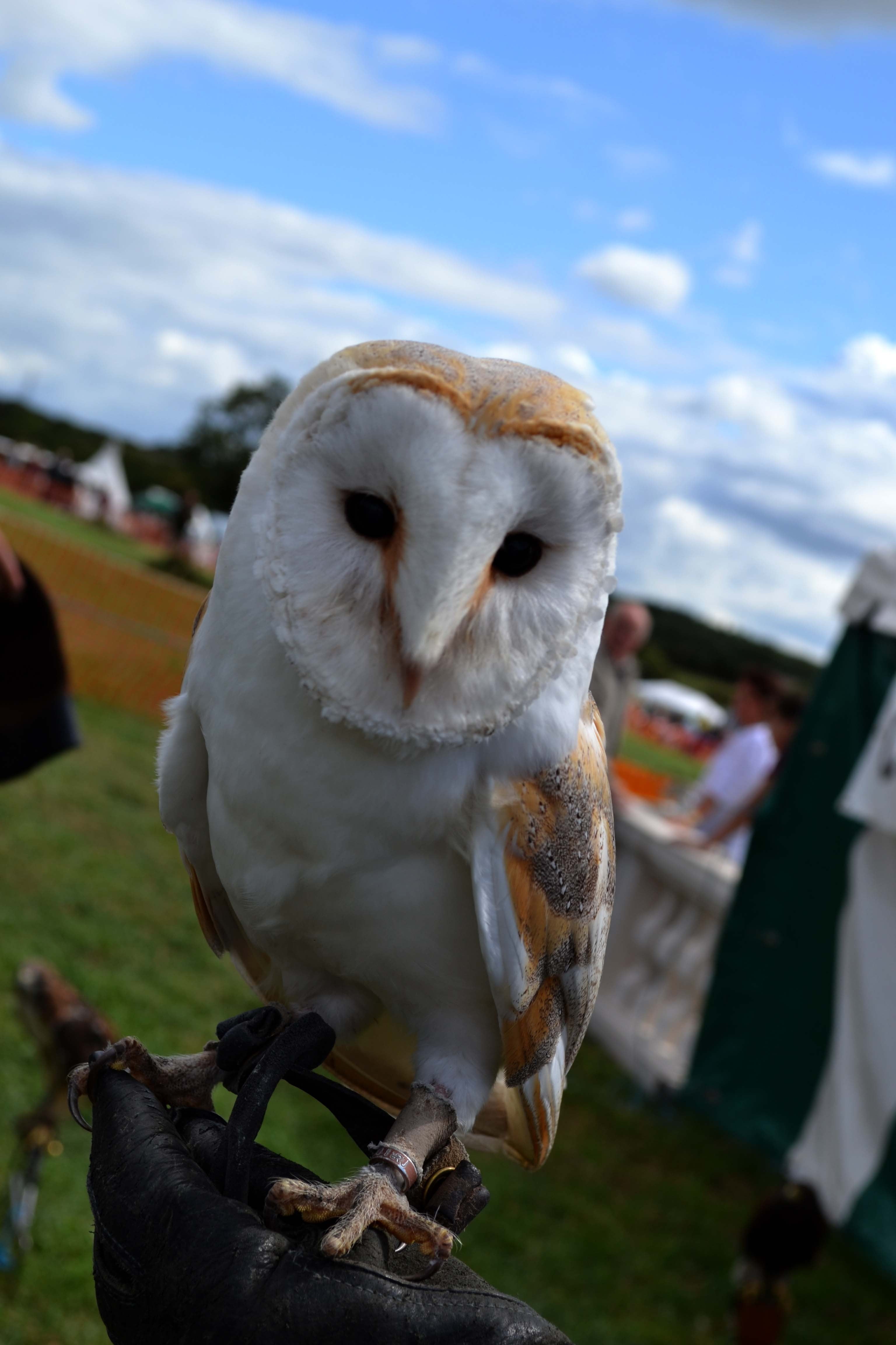 animal wildlife, animals in the wild, no people, birds, white, one animal, close-up, perching, vertebrate, animal, cloud - sky, white color, owl, parrot, Phone HD Wallpaper