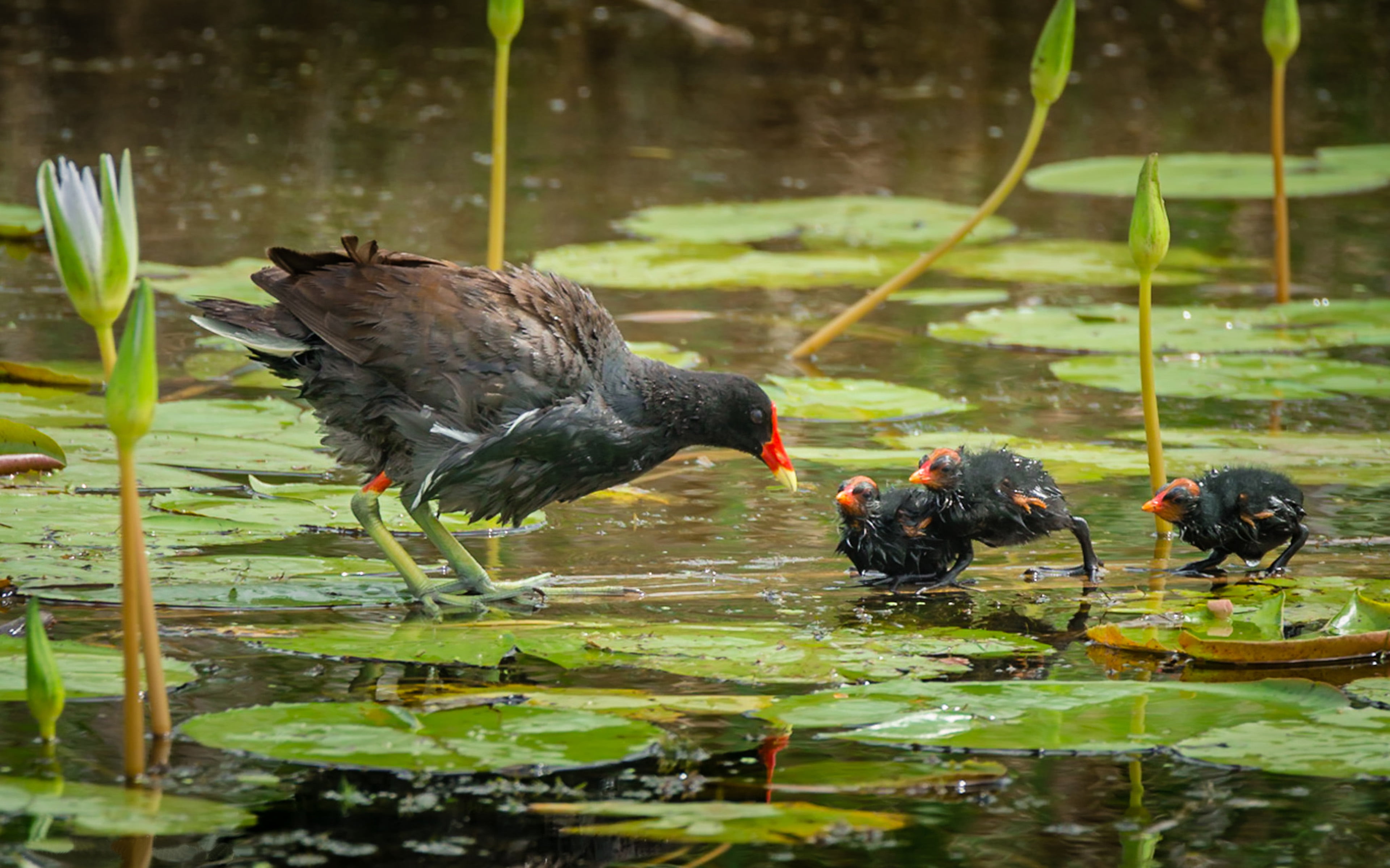 bird, animal wildlife, national, 4K, refuge, gallinule, texas, water, wildlife, coot, coast, phones, plant, animal, hd, leaf, computer, common, HD Wallpaper