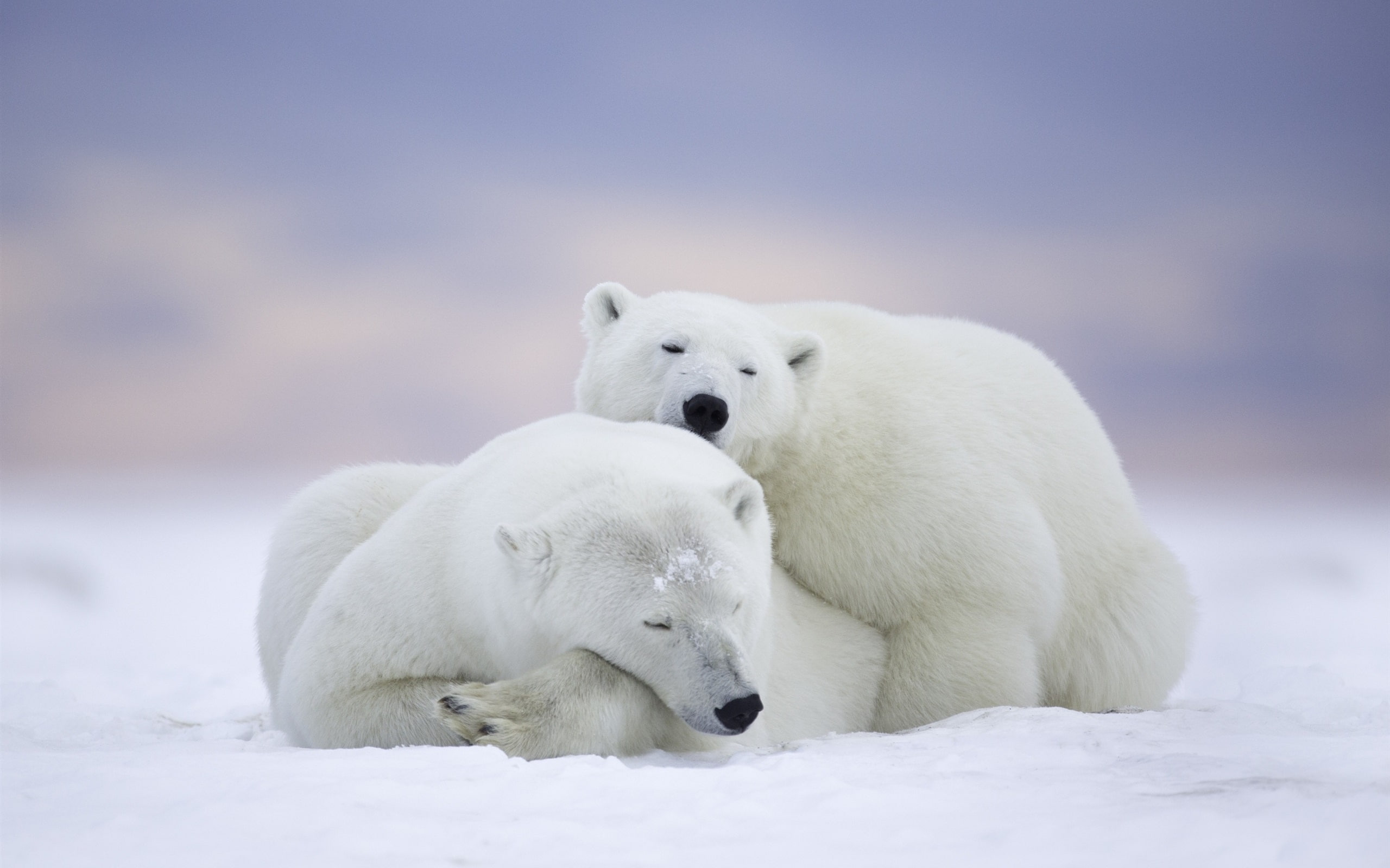 refuge, Polar, Wildlife, Sleep, Family, Alaska, Bears, Arctic, 2K, Fall, National, HD Wallpaper