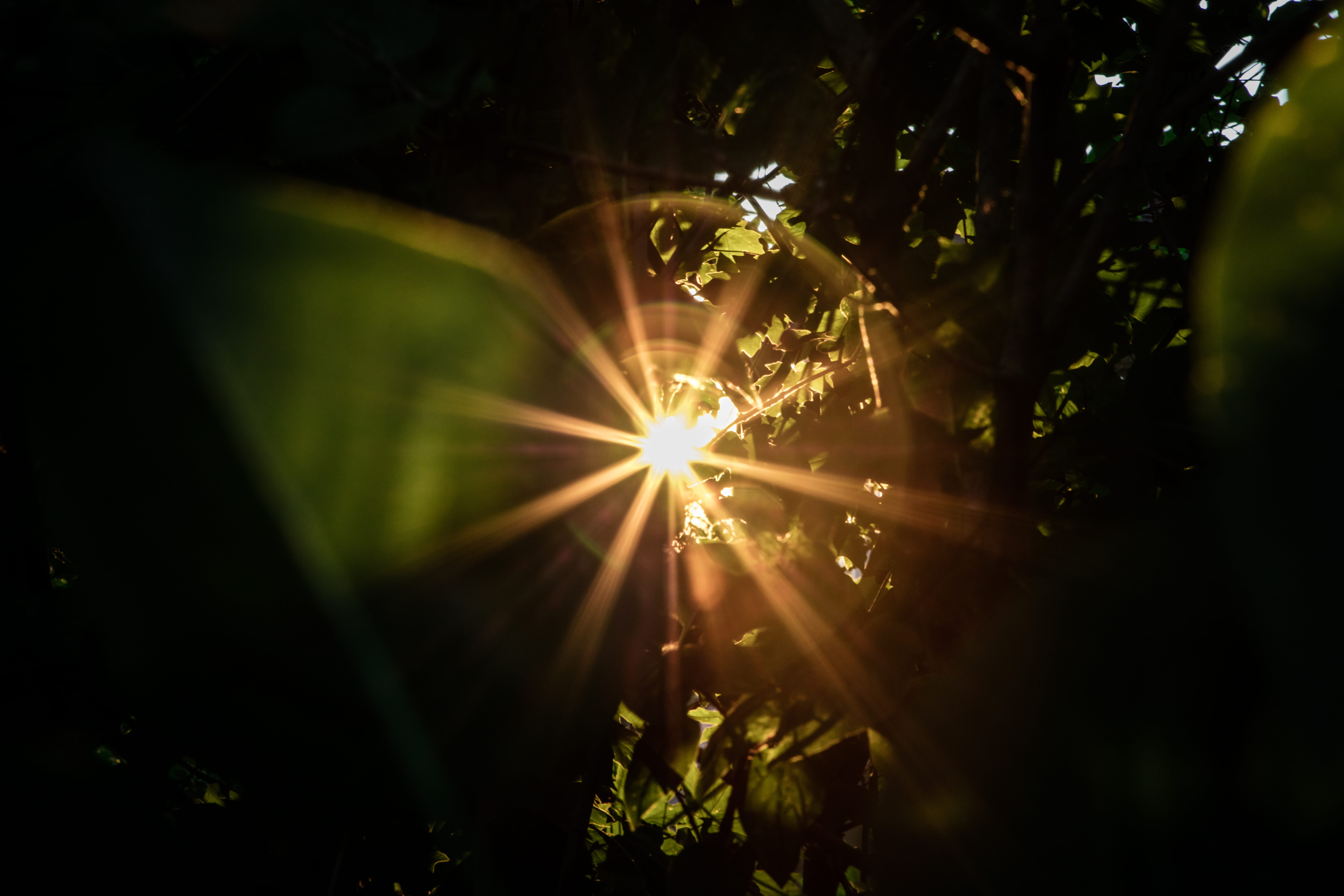illuminated, vulnerability, starburst, motion, plant, night, glowing, 8K, sunburst, outdoors, bright, leaf, fragility, selective focus, light, close-up, HD Wallpaper
