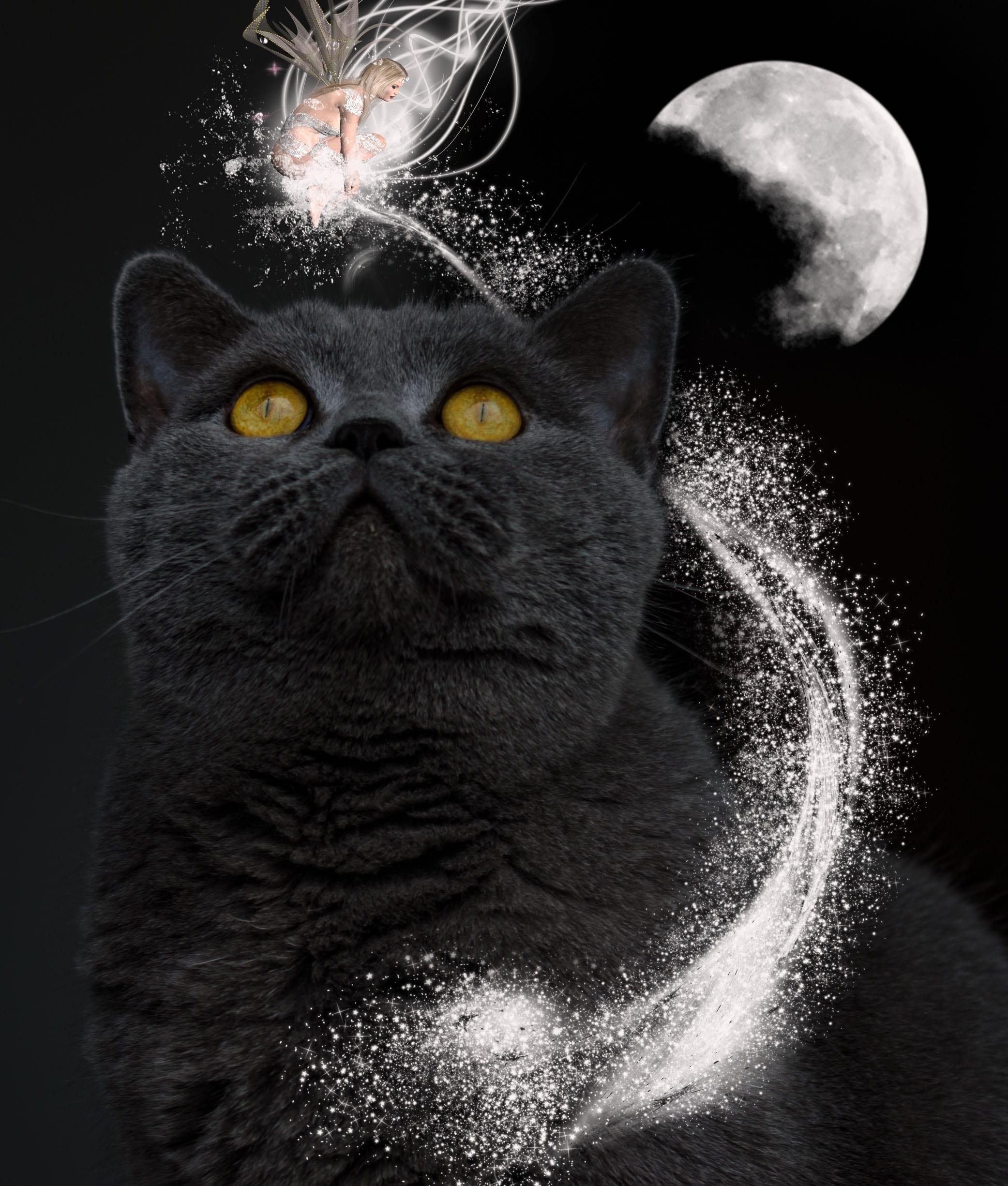 persian, cat, feline, close-up, 1080P, magic, whisker, starburst, animal, domestic cat, no people, mammal, kitty, domestic, animal body part, black background, Phone HD Wallpaper