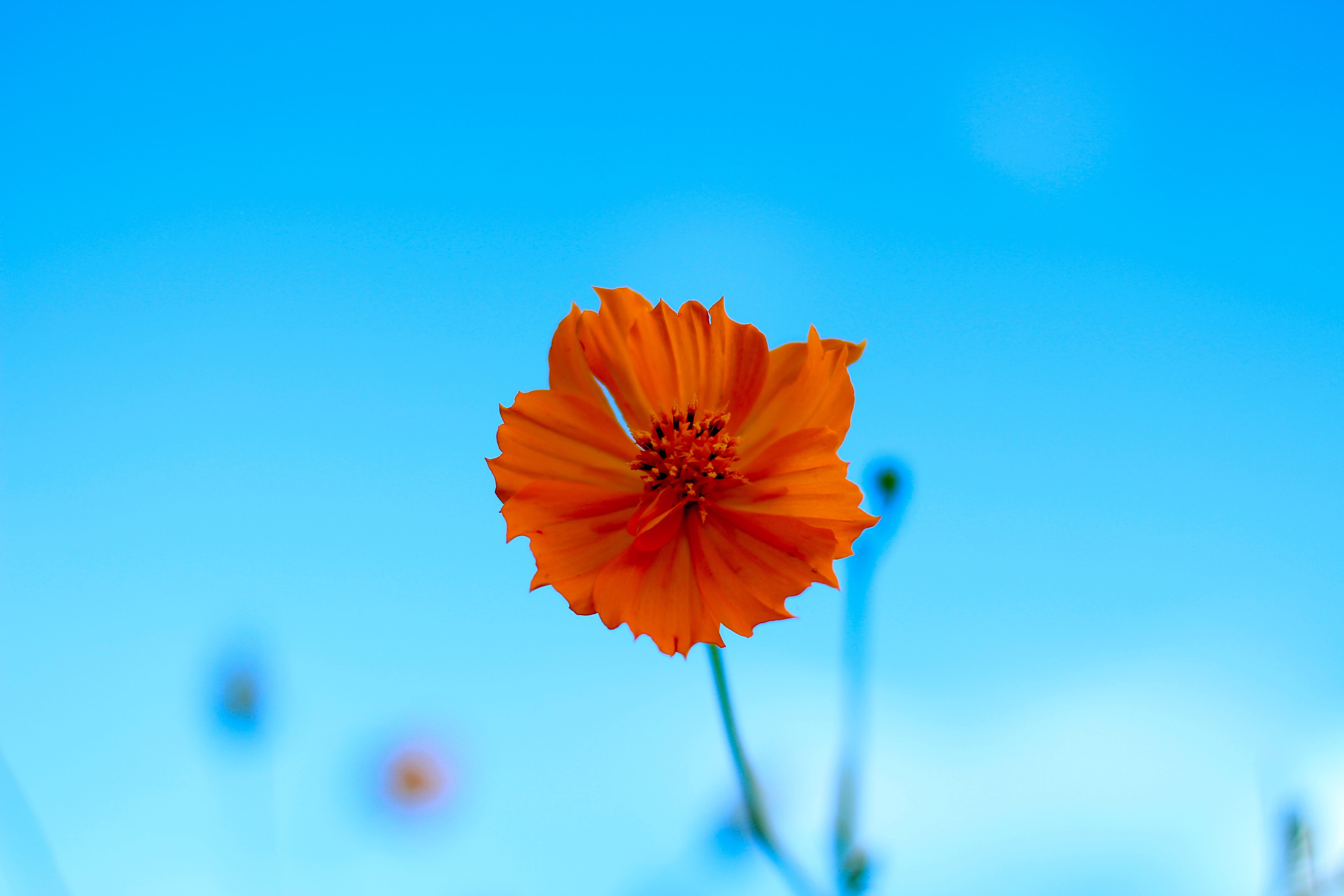 pollen, orange flower, freshness, orange color, close-up, no people, plant, starburst, blue, vulnerability, copy space, flower, nature, blue background, HD Wallpaper