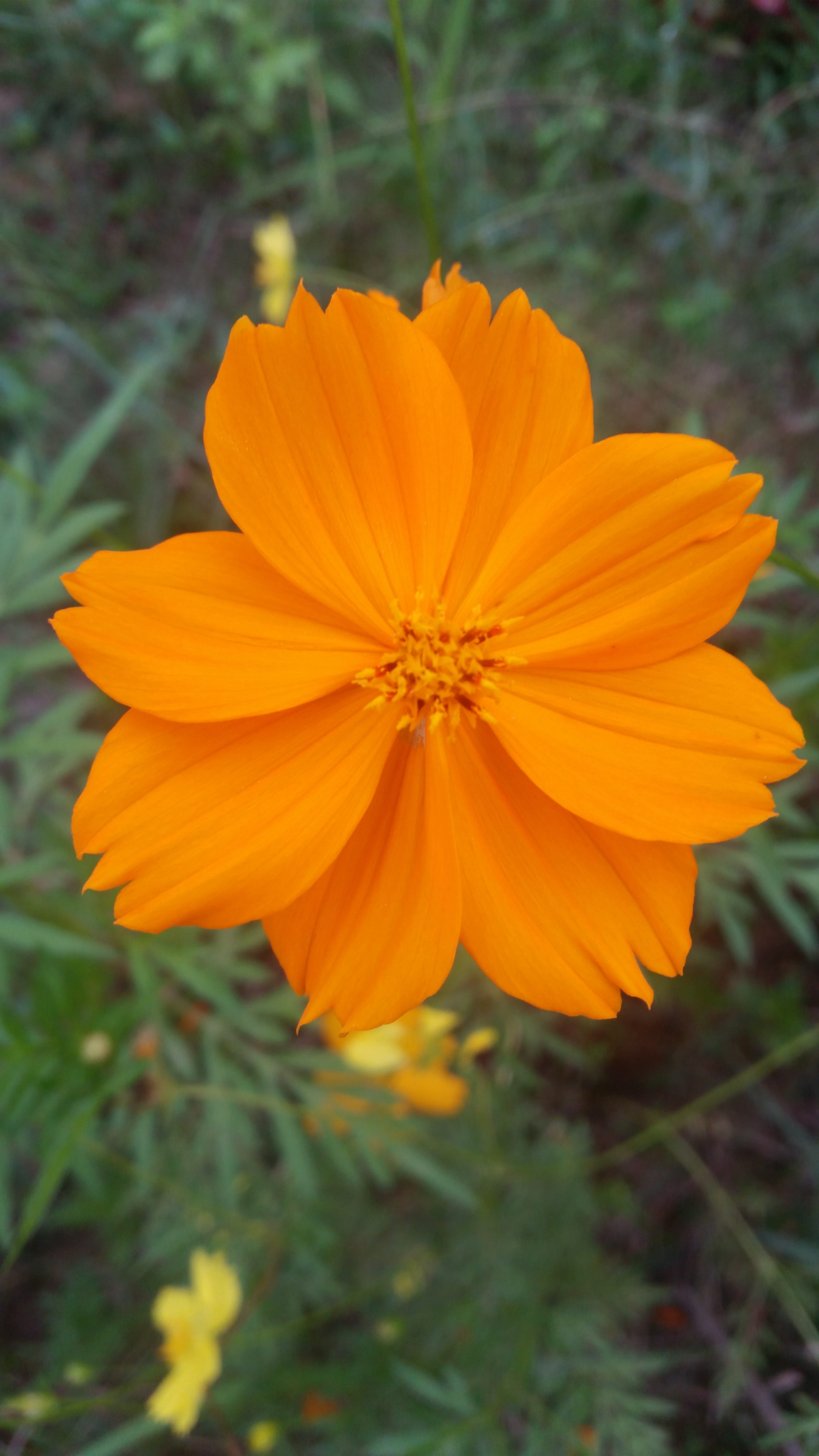 freshness, day, yellow, flowers thailand, pollen, vulnerability, beauty in nature, orange color, growth, yellow flowers, inflorescence, flower, fragility, Phone HD Wallpaper