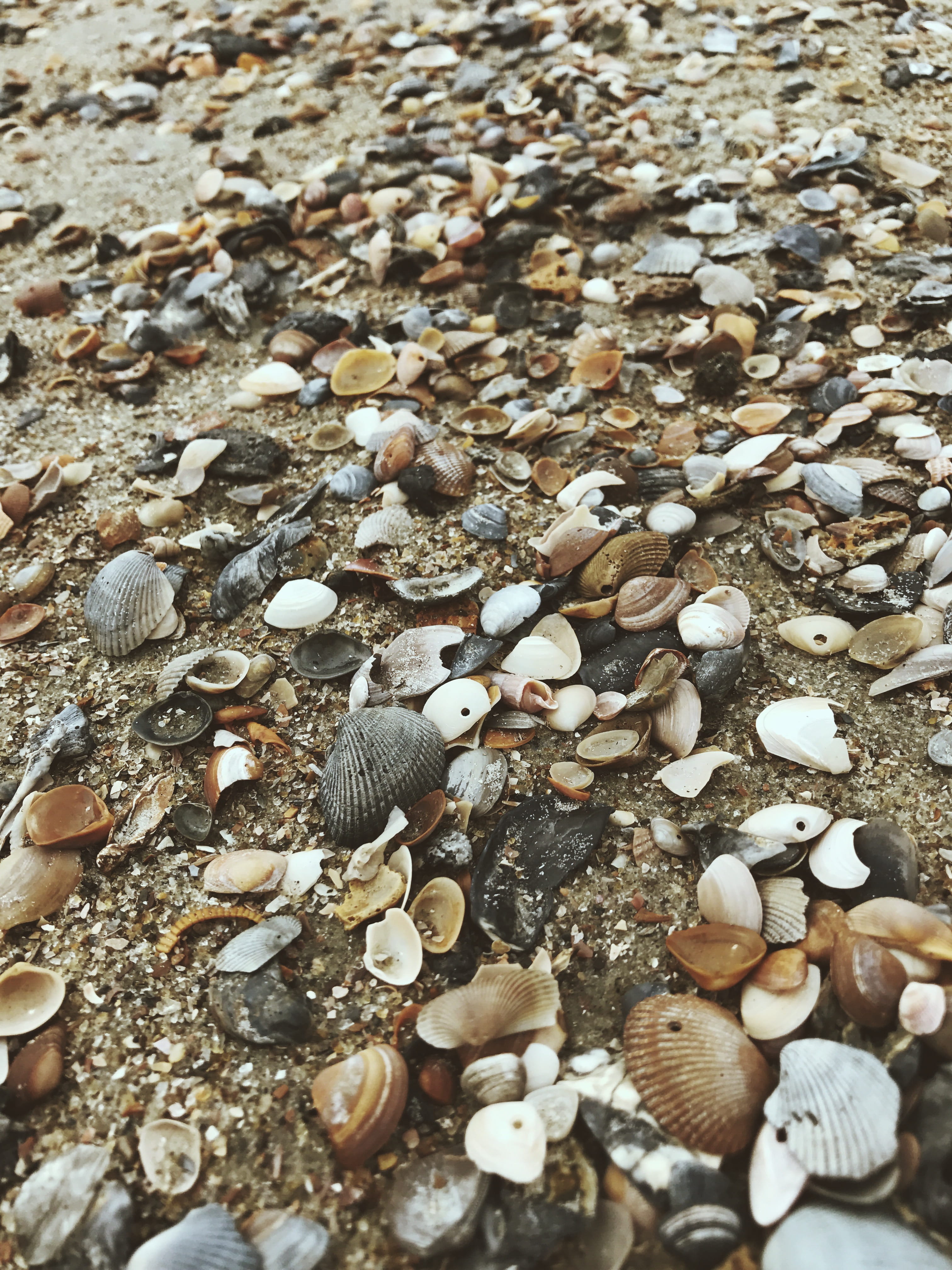 day, land, pebble, full frame, field, united states, outdoors, shells, large group of objects, high angle view, animals in the wild, nature, rocks, close-up, Phone HD Wallpaper