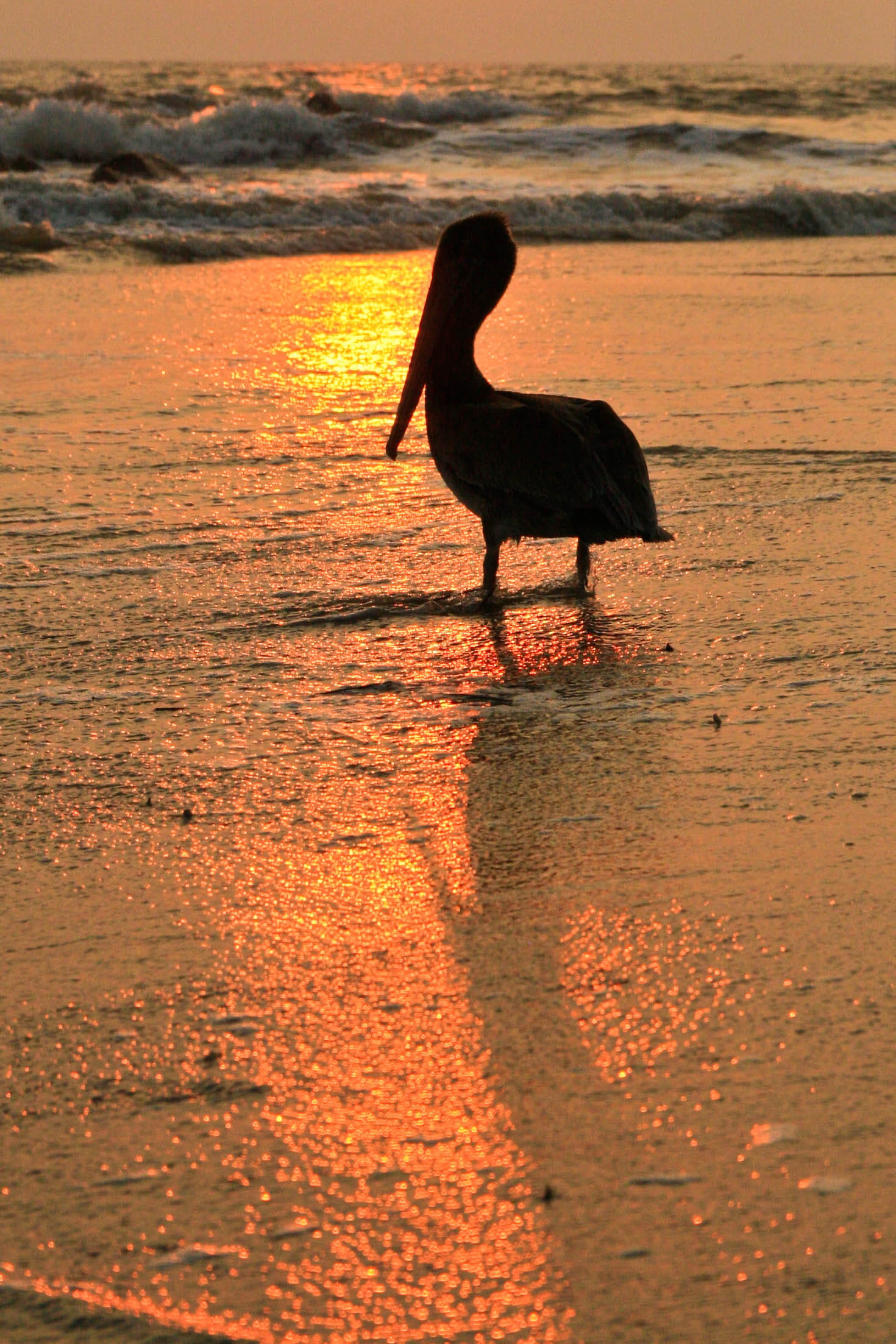 reflection, outdoors, united states, animal themes, animal wildlife, pelican, bird, vertebrate, animals in the wild, sun, sea, 1080P, nature, orange color, Phone HD Wallpaper