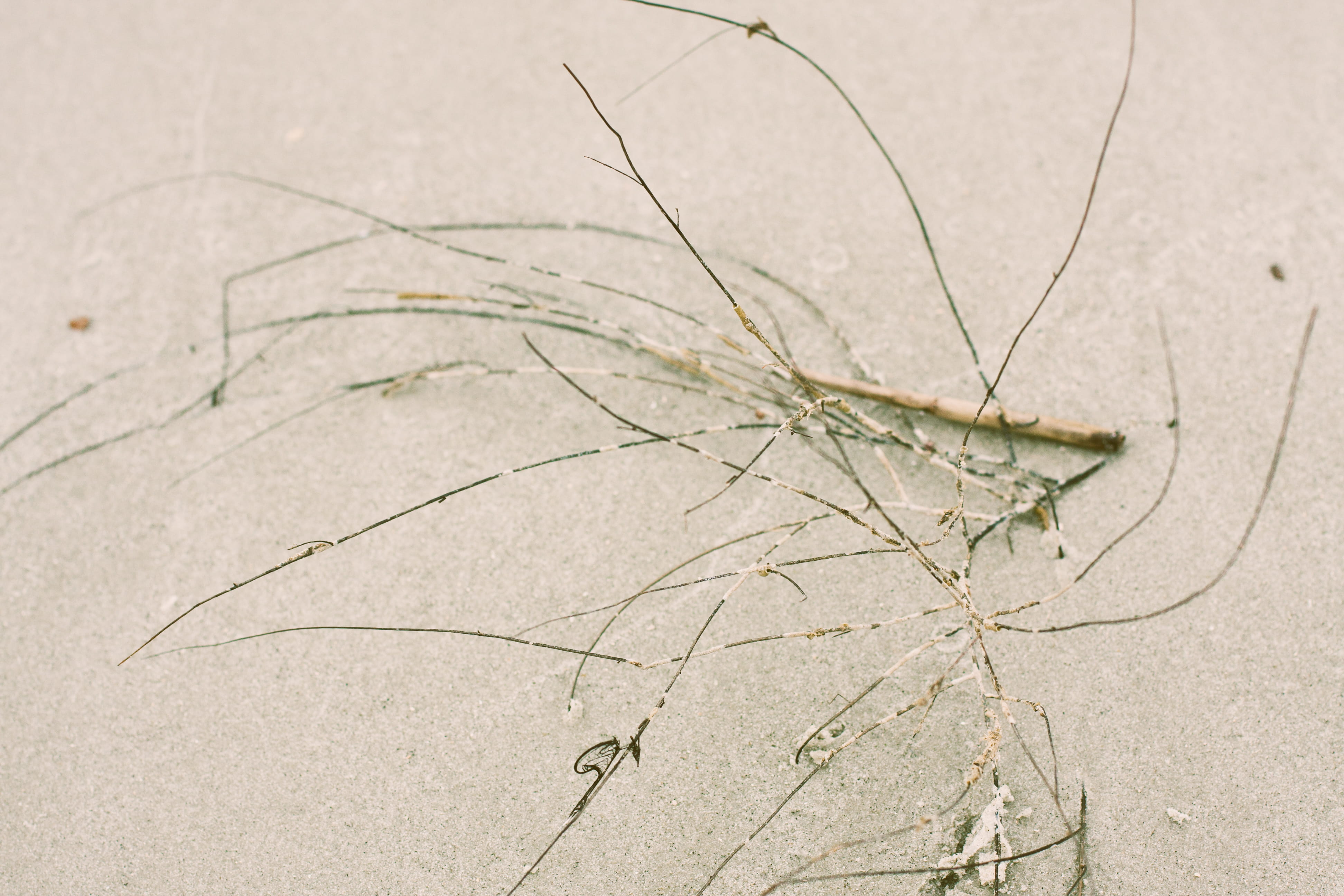 dry, tybee island, growth, nature, close-up, cracked, land, day, 4K, scenics - nature, atmosphere, focus on foreground, high angle view, pattern, united states, HD Wallpaper