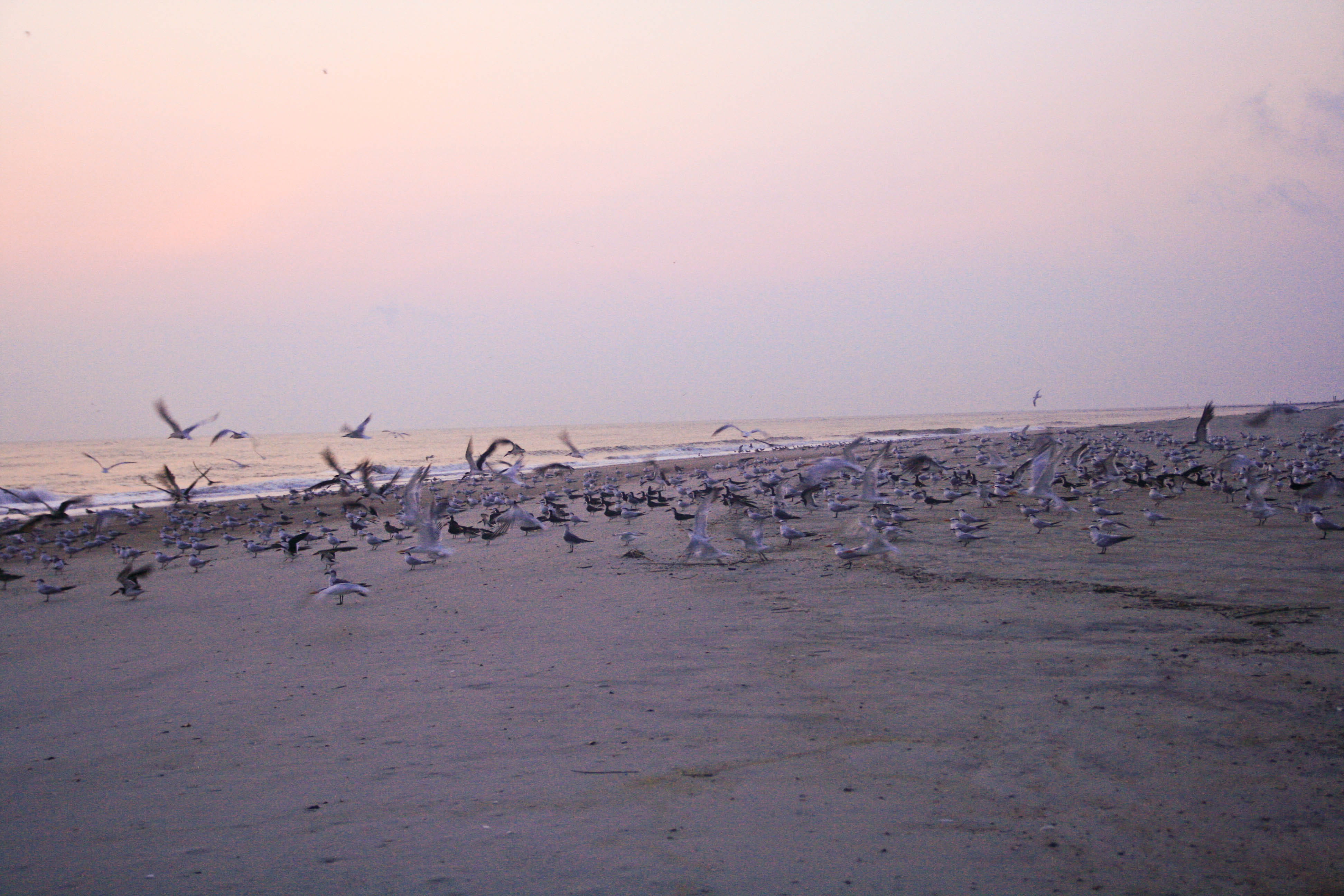 bird, tranquility, scenics - nature, sky, 4K, animal themes, animal, ocean view, ocean, water, animals in the wild, no people, vertebrate, group of animals, HD Wallpaper