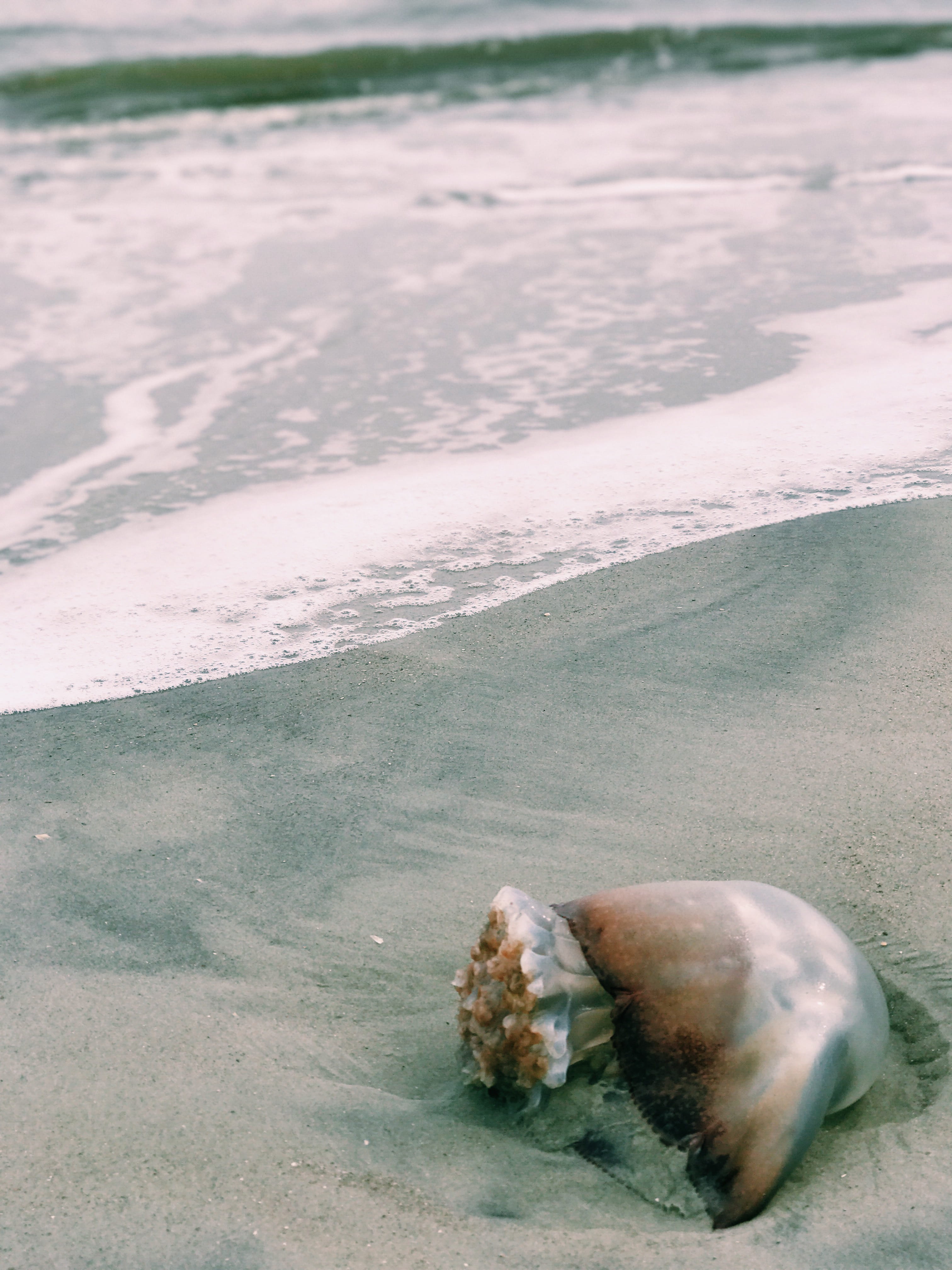 sand, outdoors, animal wildlife, marine, tybee, united states, no people, georgia, island, water, animal, land, animals in the wild, tranquility, sea, close-up, Phone HD Wallpaper