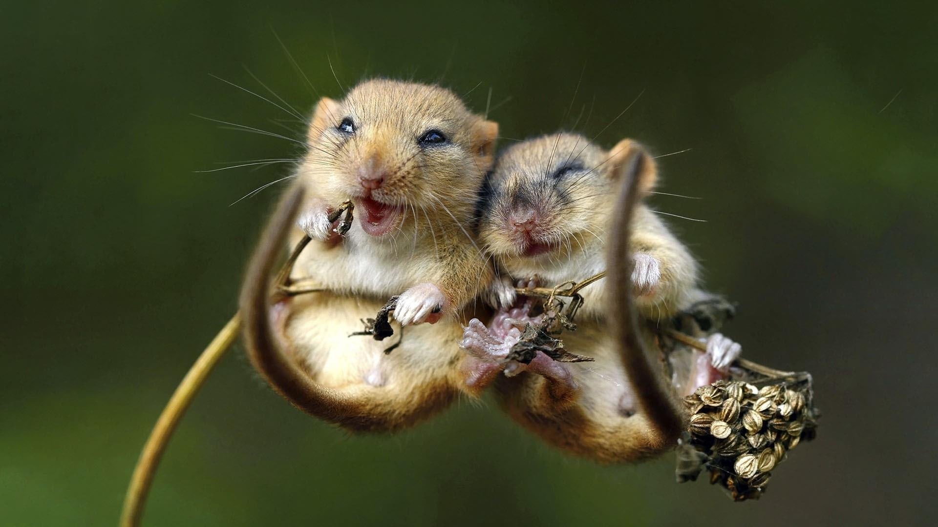 romance, gophers, romantice, mouses, adorable, cute, love, couple, 1080P, photograph, sweetest, cutest, sweet, HD Wallpaper