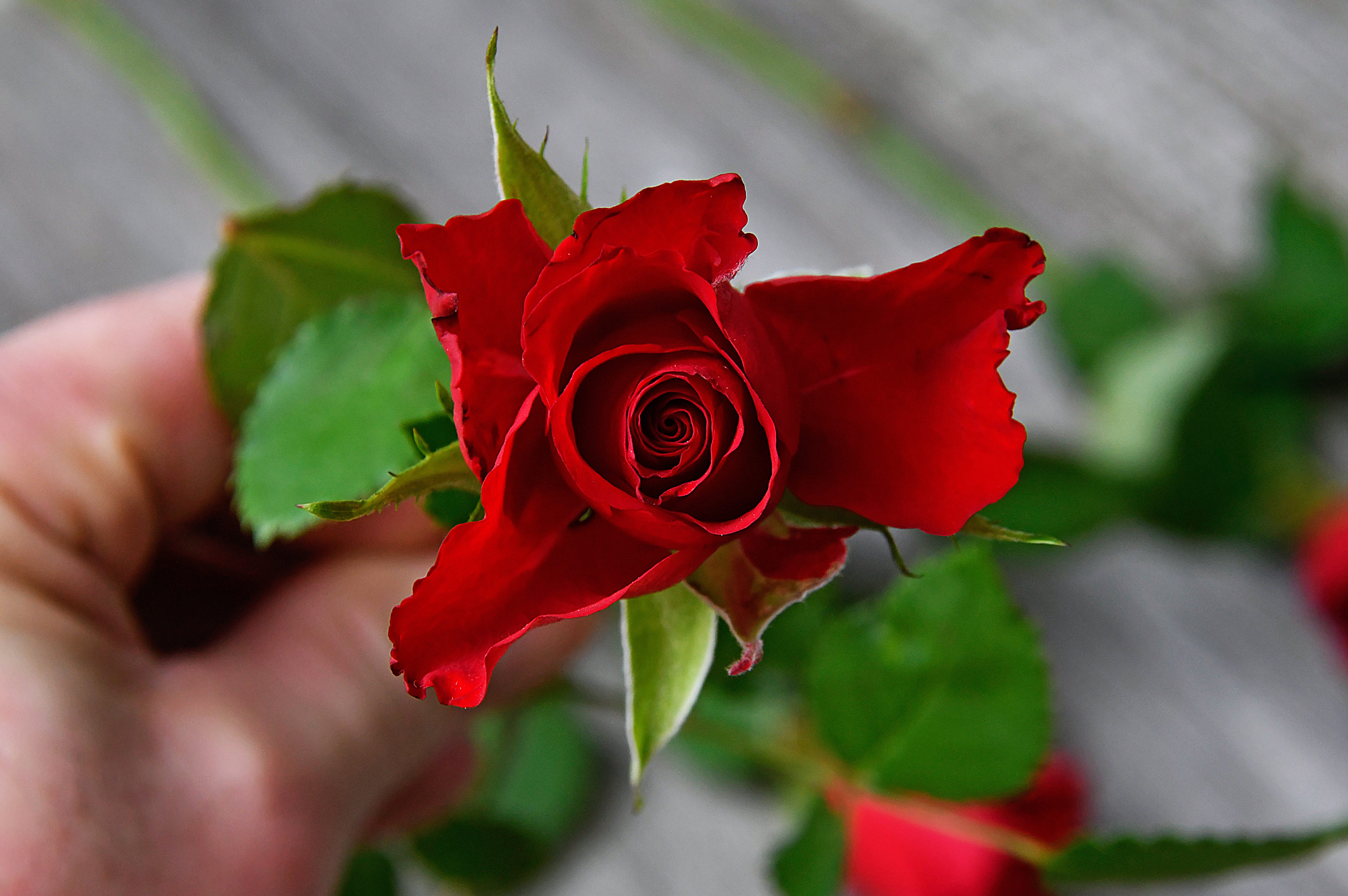valentines day - holiday, gift, petal, nature, plant, close-up, red rose bouquet, hand, rose, fragility, flower head, holiday, holding, flowers, red, valentines, HD Wallpaper