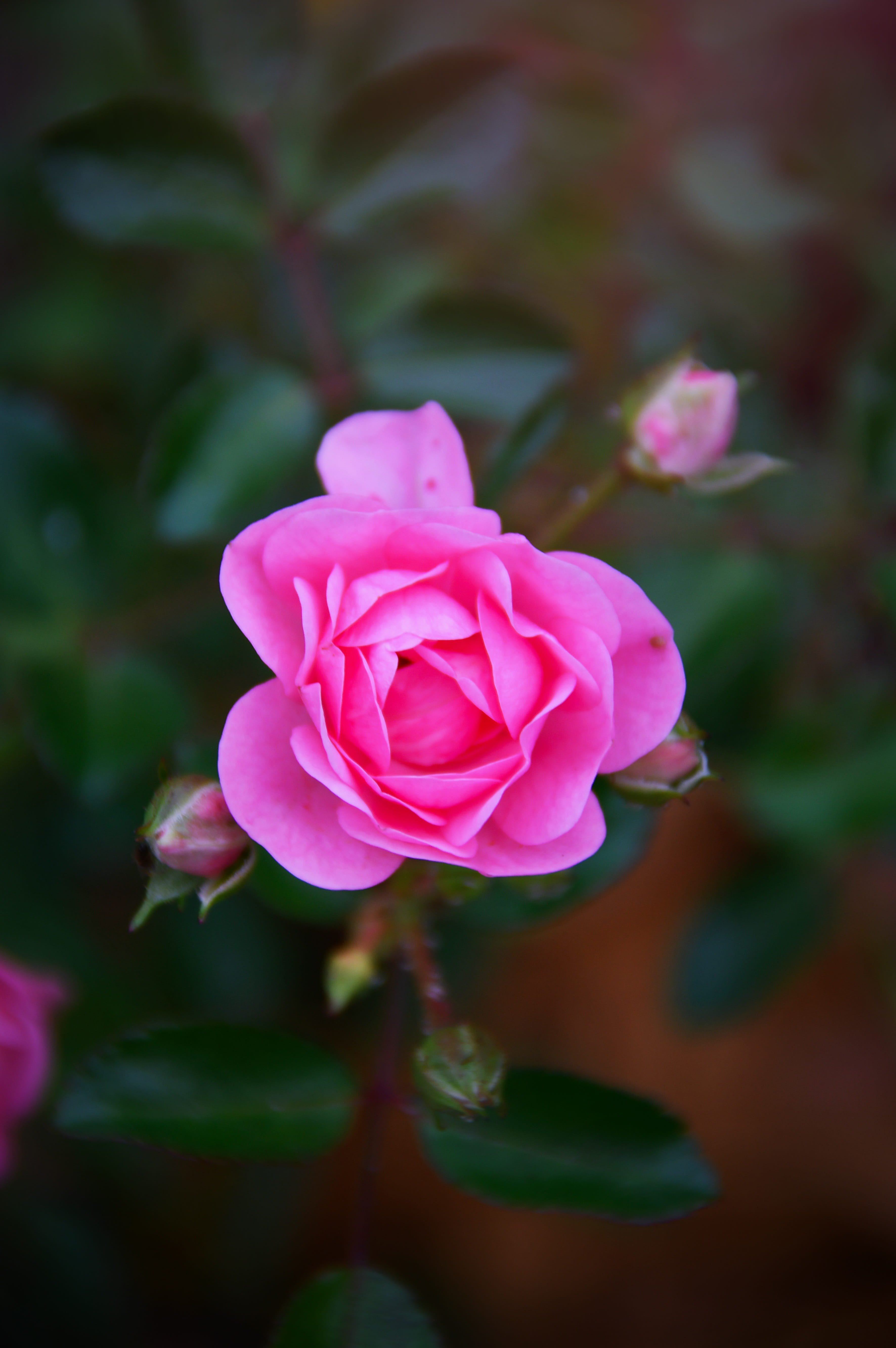 love, romance, flowers, beauty, inflorescence, autumn rose, care, nice, floral, fragility, scent, freshness, petal, flowering plant, fall flowers, flower, Phone HD Wallpaper