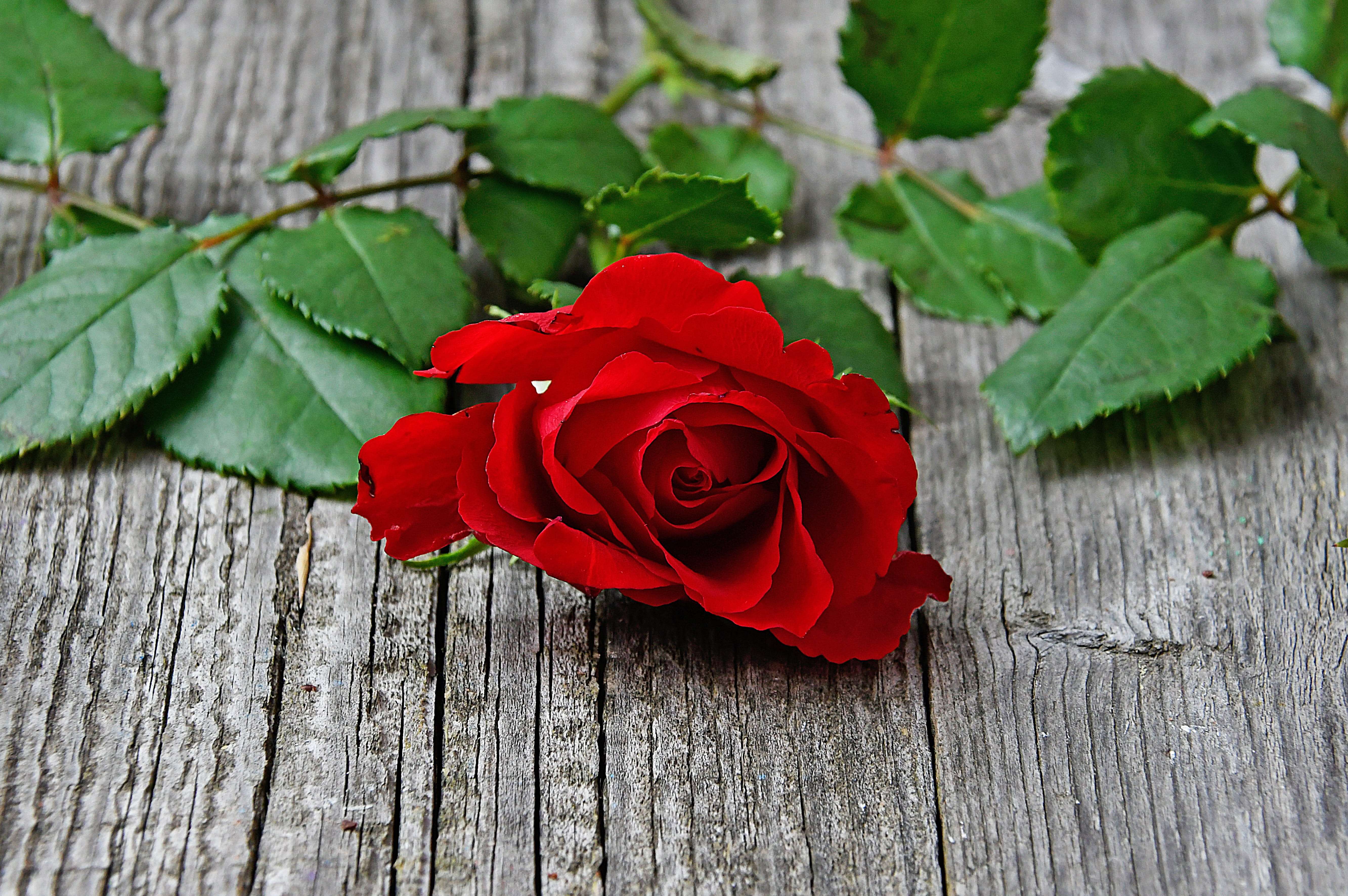flower head, inflorescence, freshness, close-up, plant part, romance, beauty in nature, love, gift, valentines day, fragility, red rose, wedding, joy, valentines, HD Wallpaper