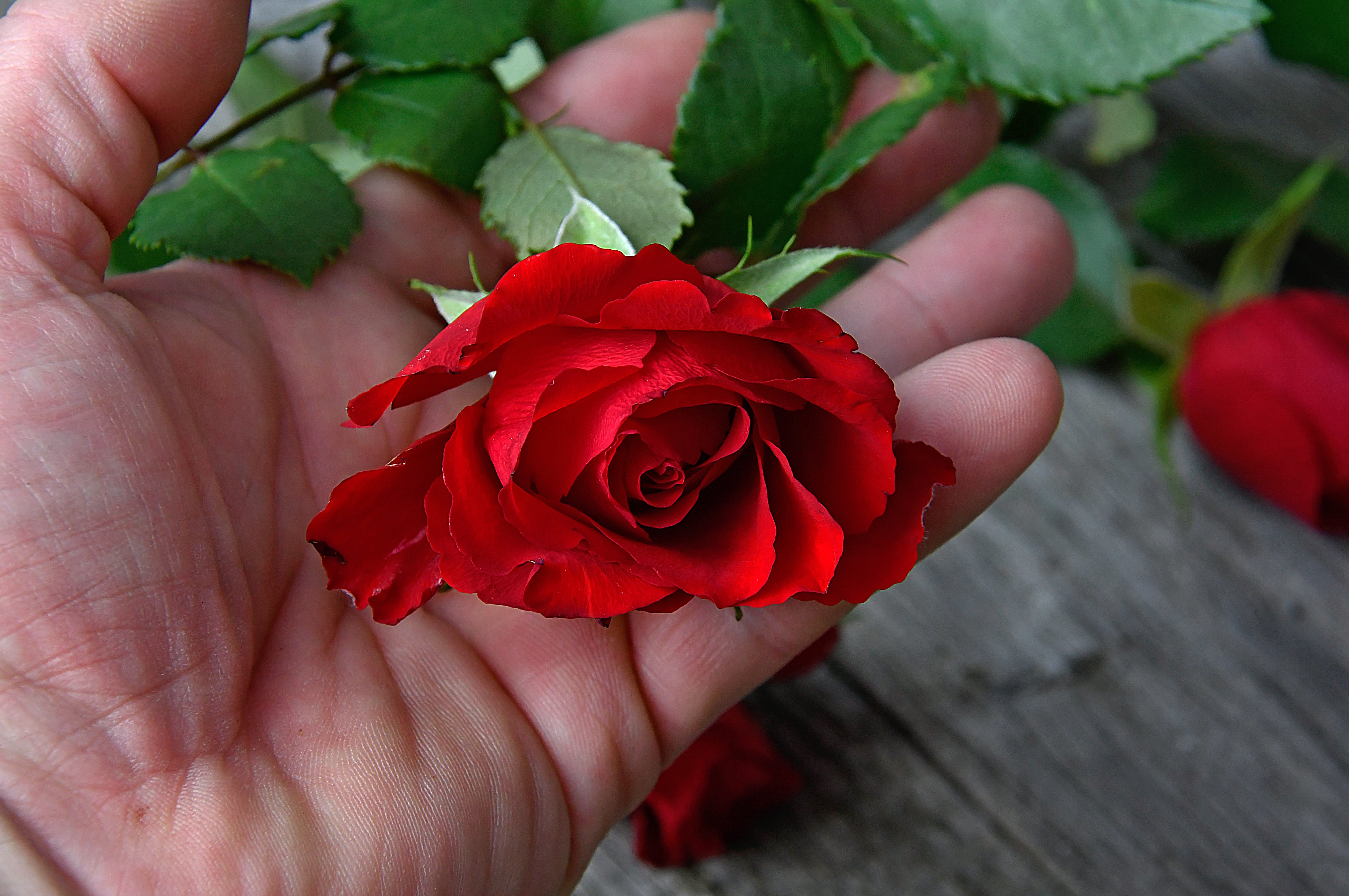 joy, beautiful, holiday, valentines, beauty in nature, petal, one person, real people, plant, valentines day, freshness, finger, human hand, rose - flower, HD Wallpaper