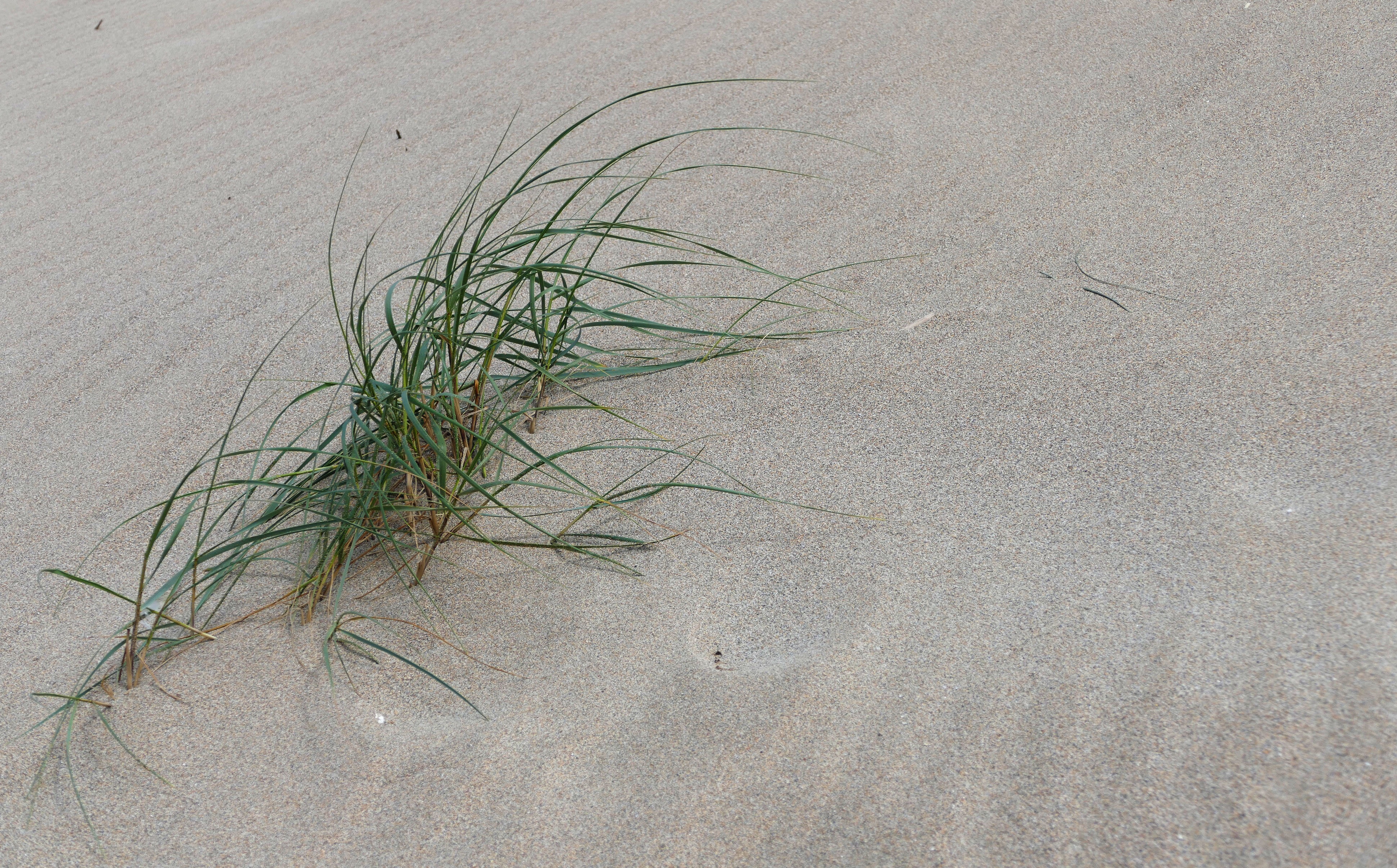 no people, path, coast, england, perranporth, high angle view, north, sea, cliff, day, shore, growth, marram grass, south, penhale sands, tranquility, places, HD Wallpaper