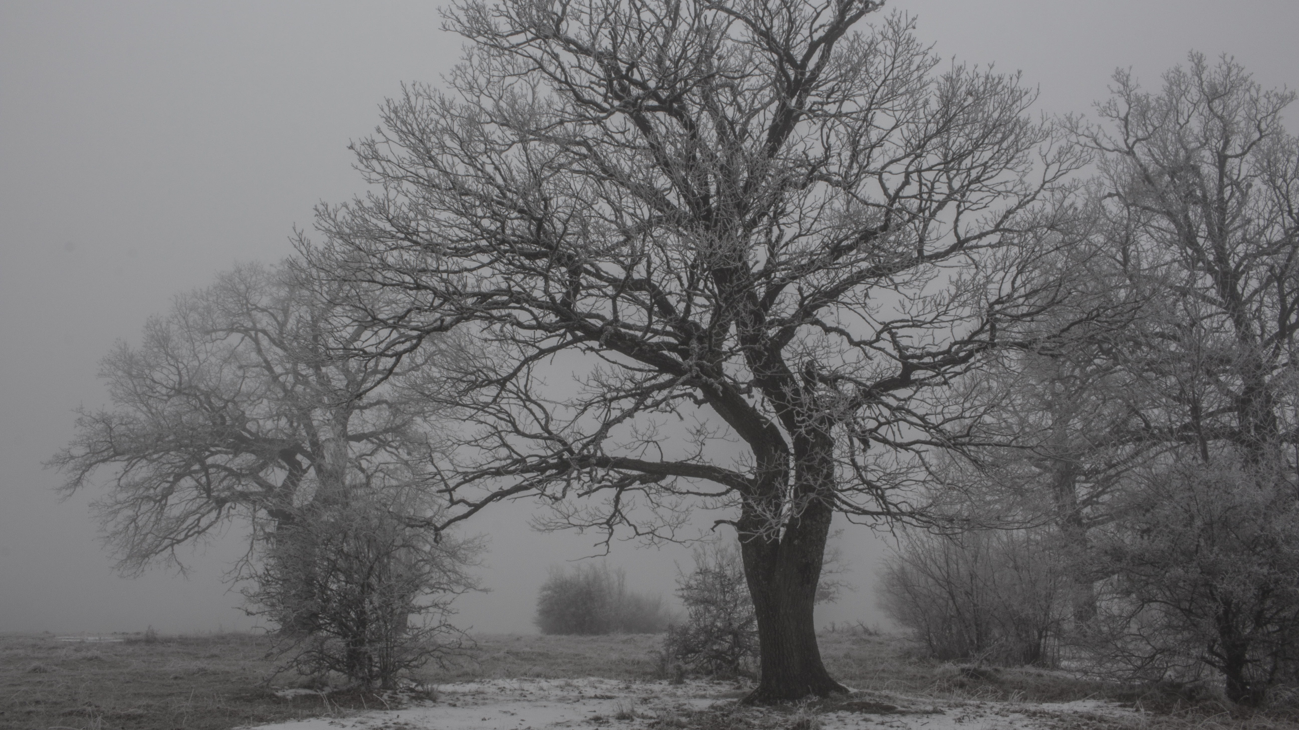 day, slovakia, tree, tranquil scene, non-urban scene, 5K, field, beauty in nature, gothic, tranquility, scenics - nature, winter, branch, no people, sky, HD Wallpaper