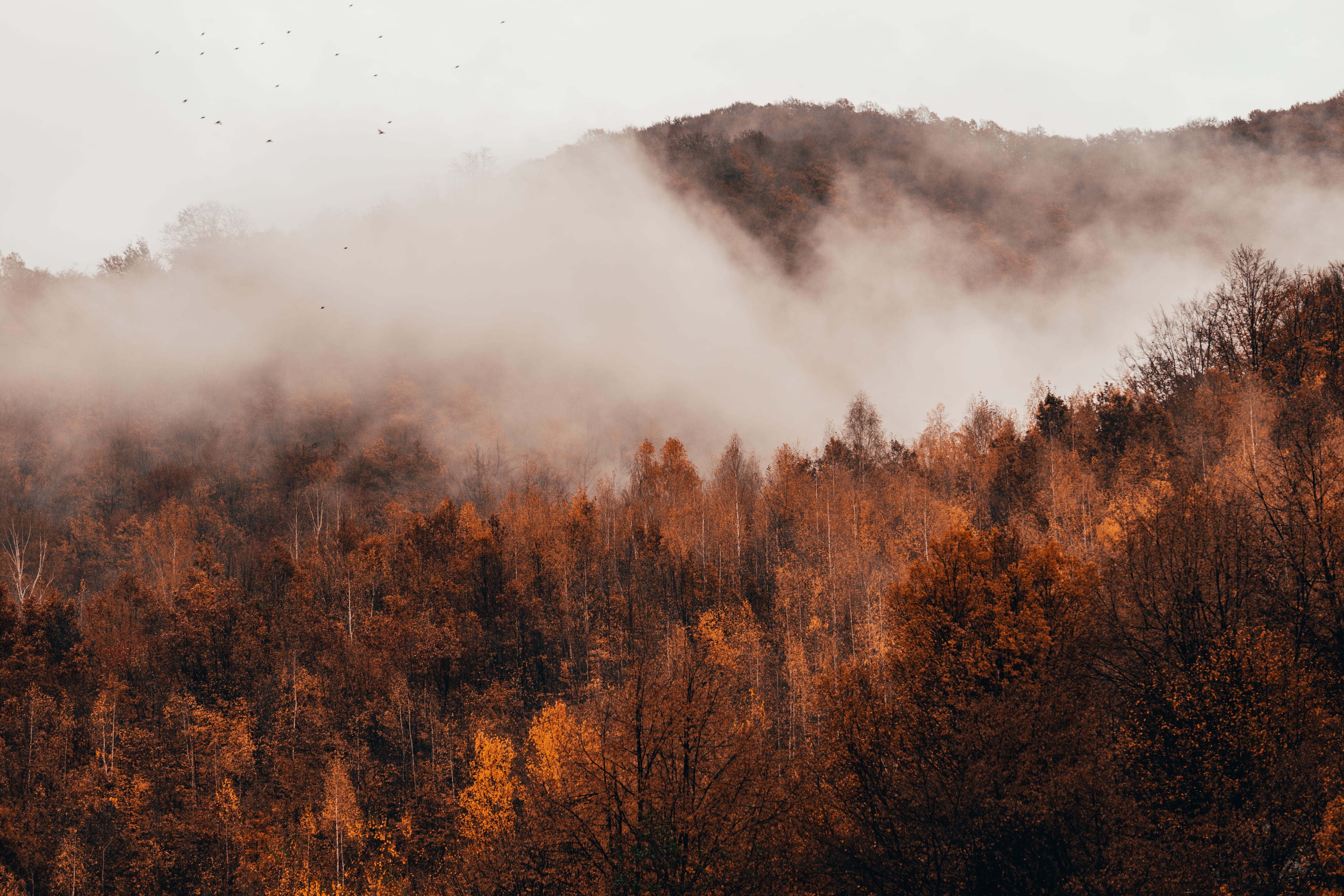 aerial, color, 5K, transylvanium, land, mistery wood, hiking, nature, old, misty, fall, beauty in nature, travel, landscape, smoke - physical structure, HD Wallpaper