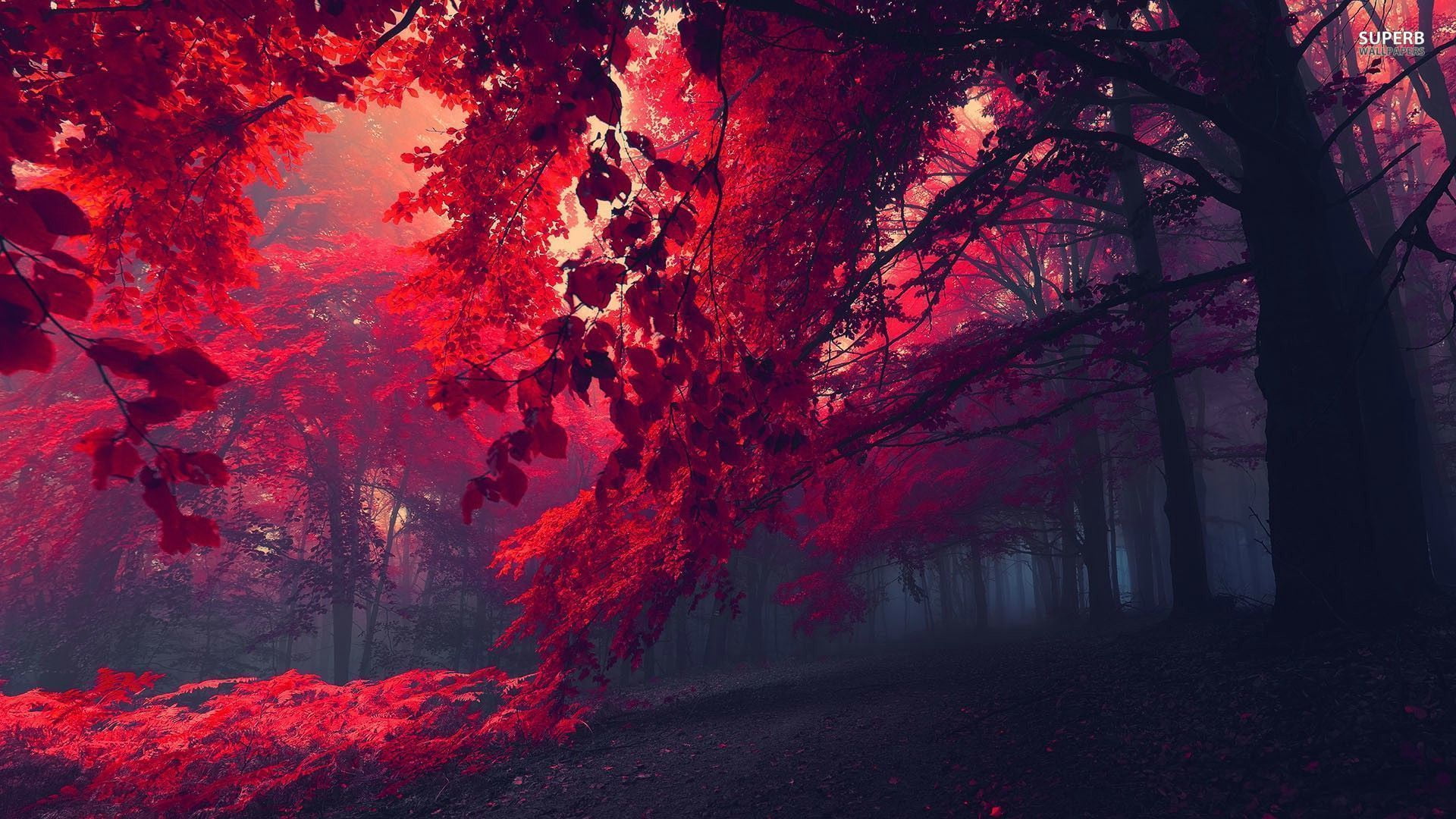 red leaves, red, 1080P, trees, nature, mistery, forest, HD Wallpaper