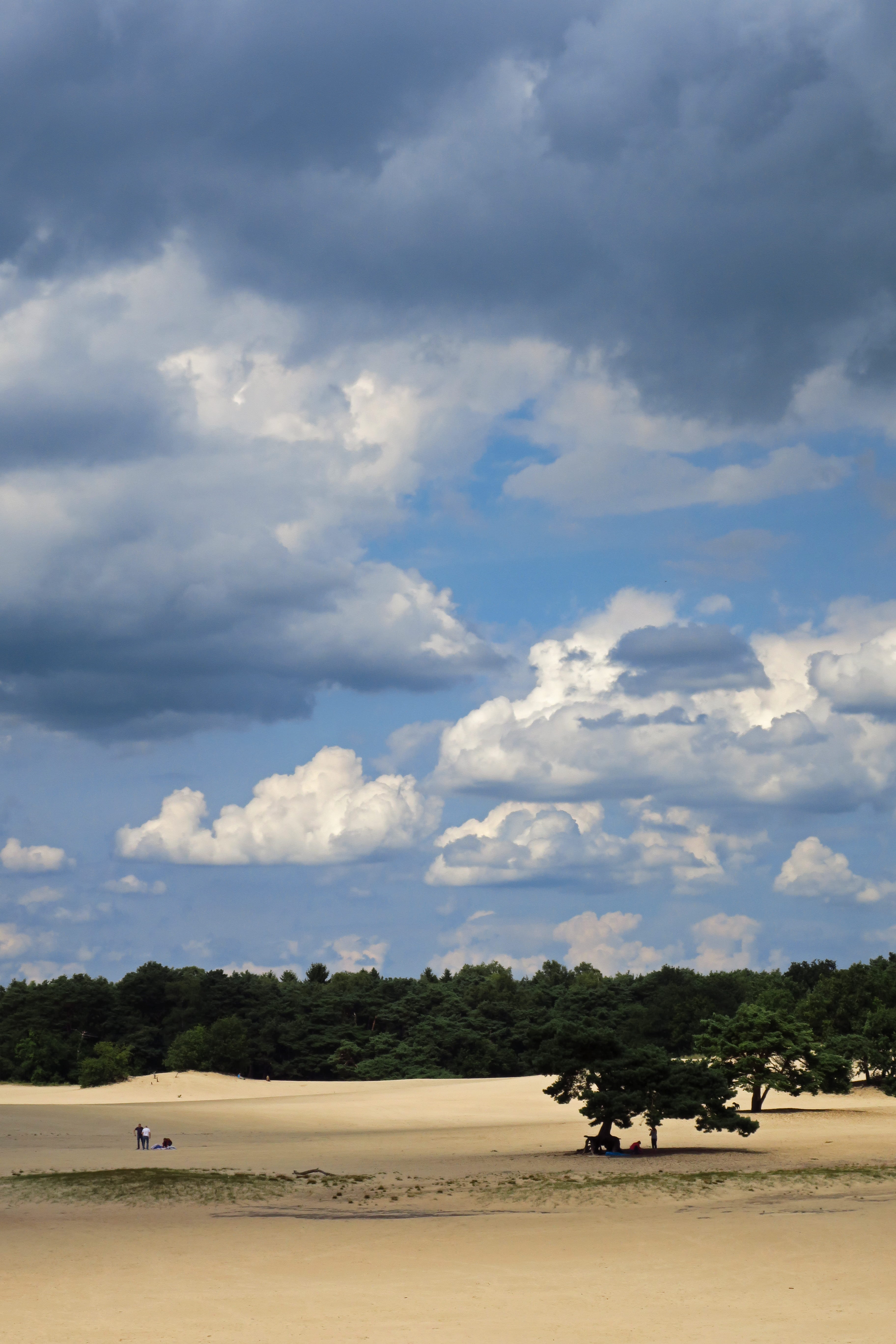 day, vertebrate, animal themes, land, cloud - sky, tree, no people, sky, blue, livestock, water, soest, environment, netherlands, pets, 5K, trees, cattle, Phone HD Wallpaper