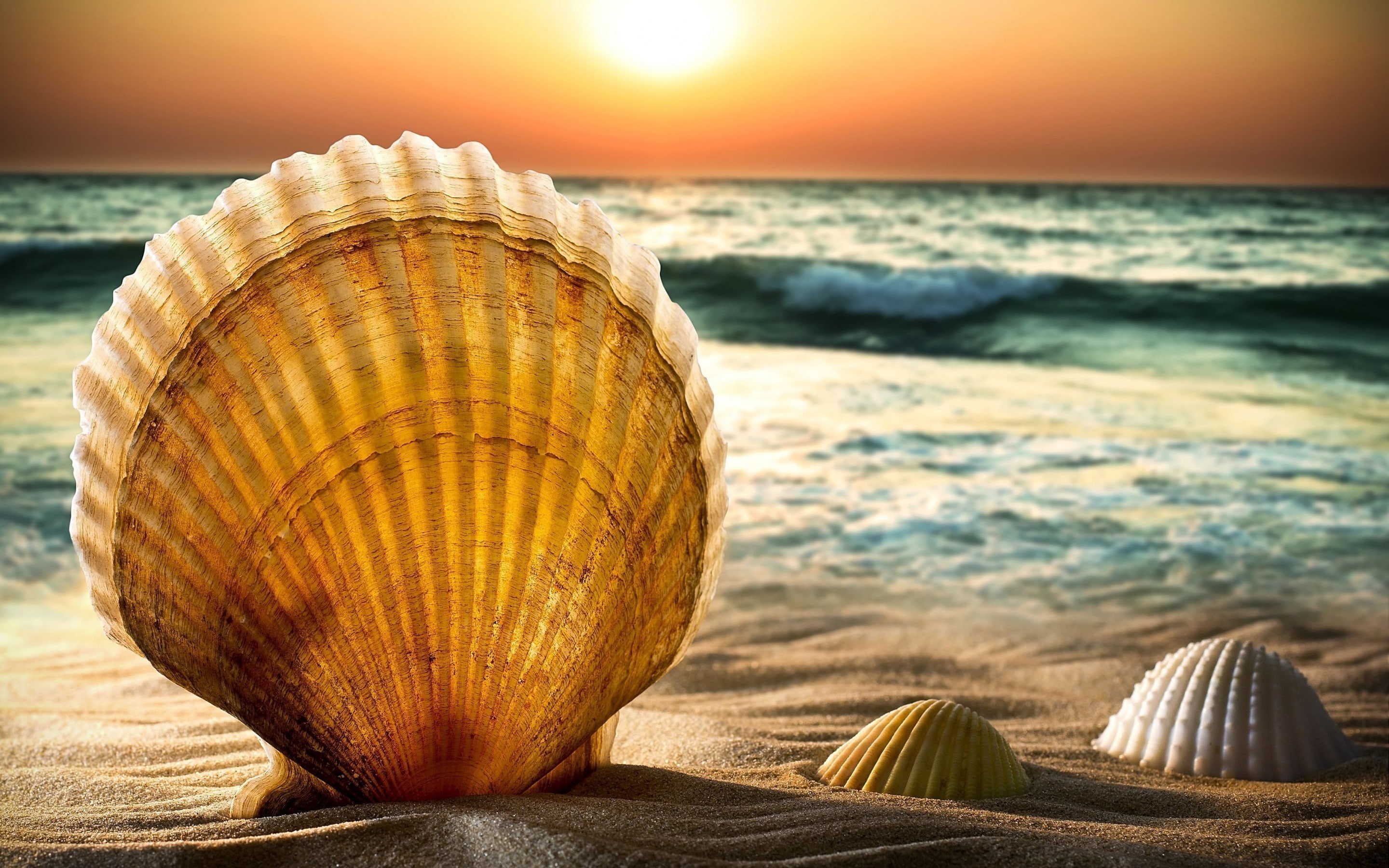shells, sand, 2K, beach, HD Wallpaper