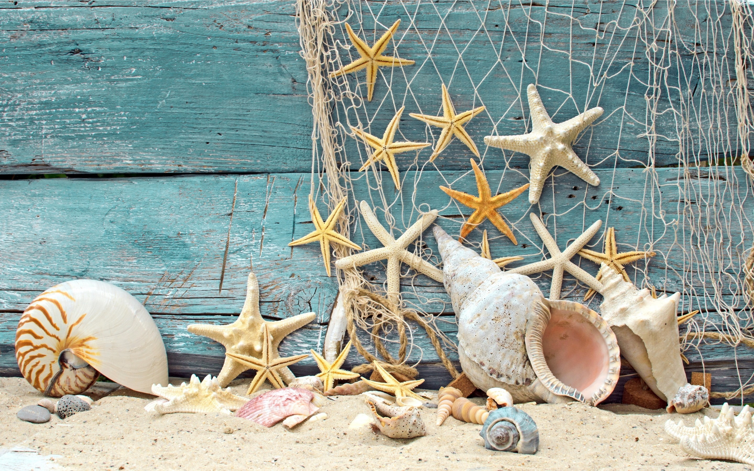 2K, shells, sea, vintage, HD Wallpaper
