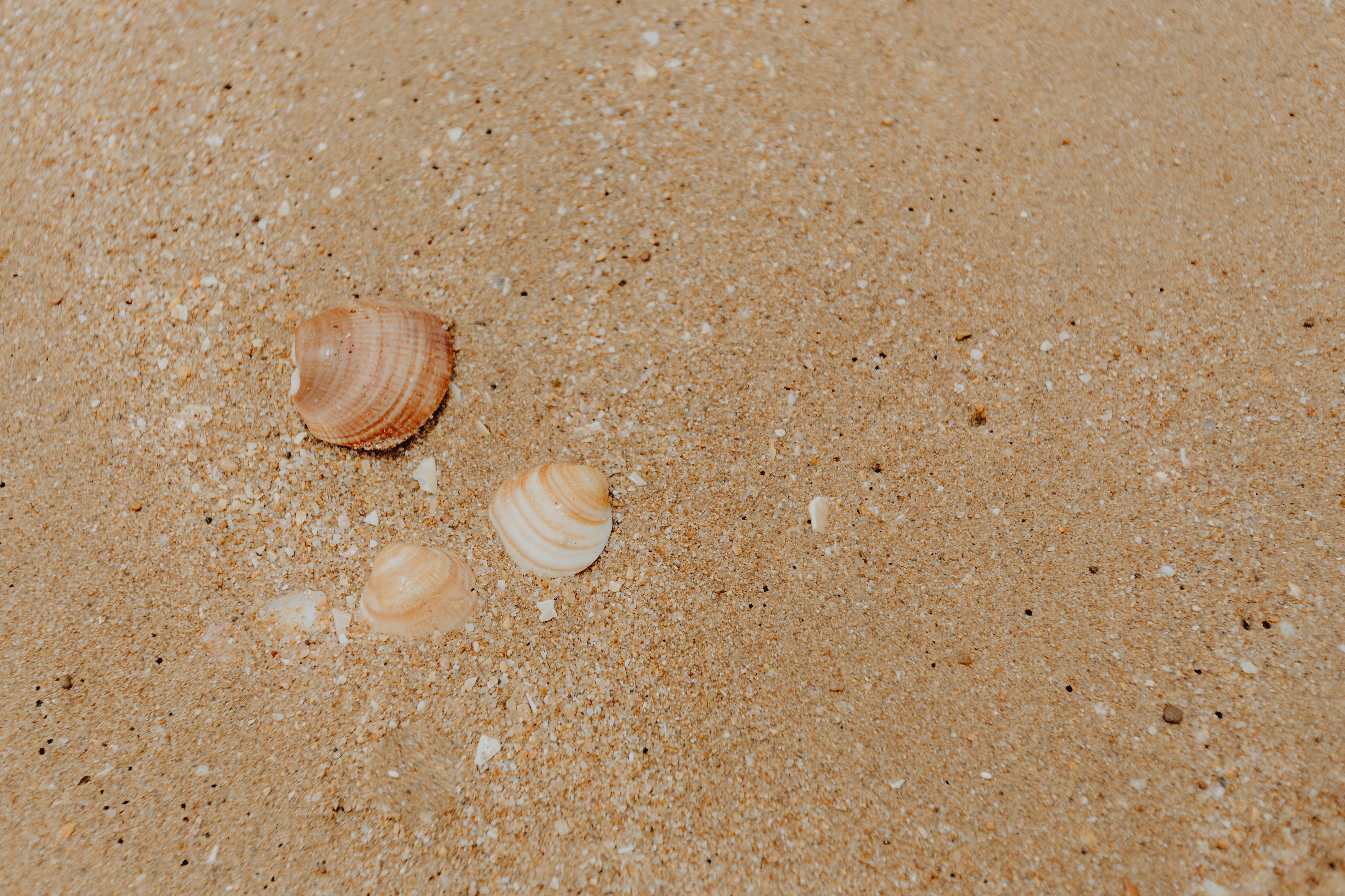 4K, close-up, round, high angle view, day, beach, stones, animal wildlife, seashells, animal themes, beauty in nature, pattern, invertebrate, many, shells, HD Wallpaper