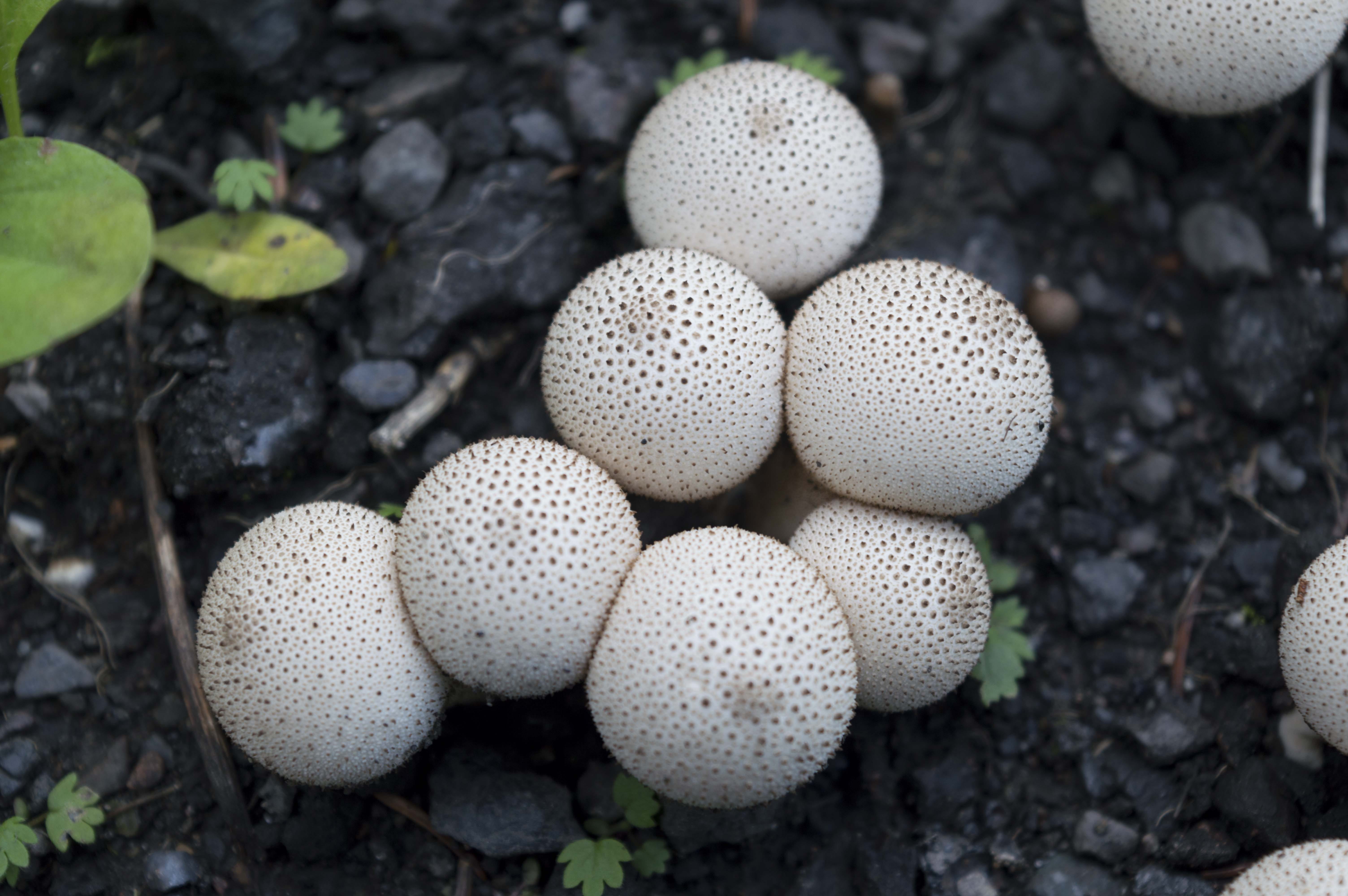 beauty in nature, close-up, mushroom, fungus, natural pattern, fragility, no people, outdoors, day, moist, solid, focus on foreground, field, food, fresh, HD Wallpaper