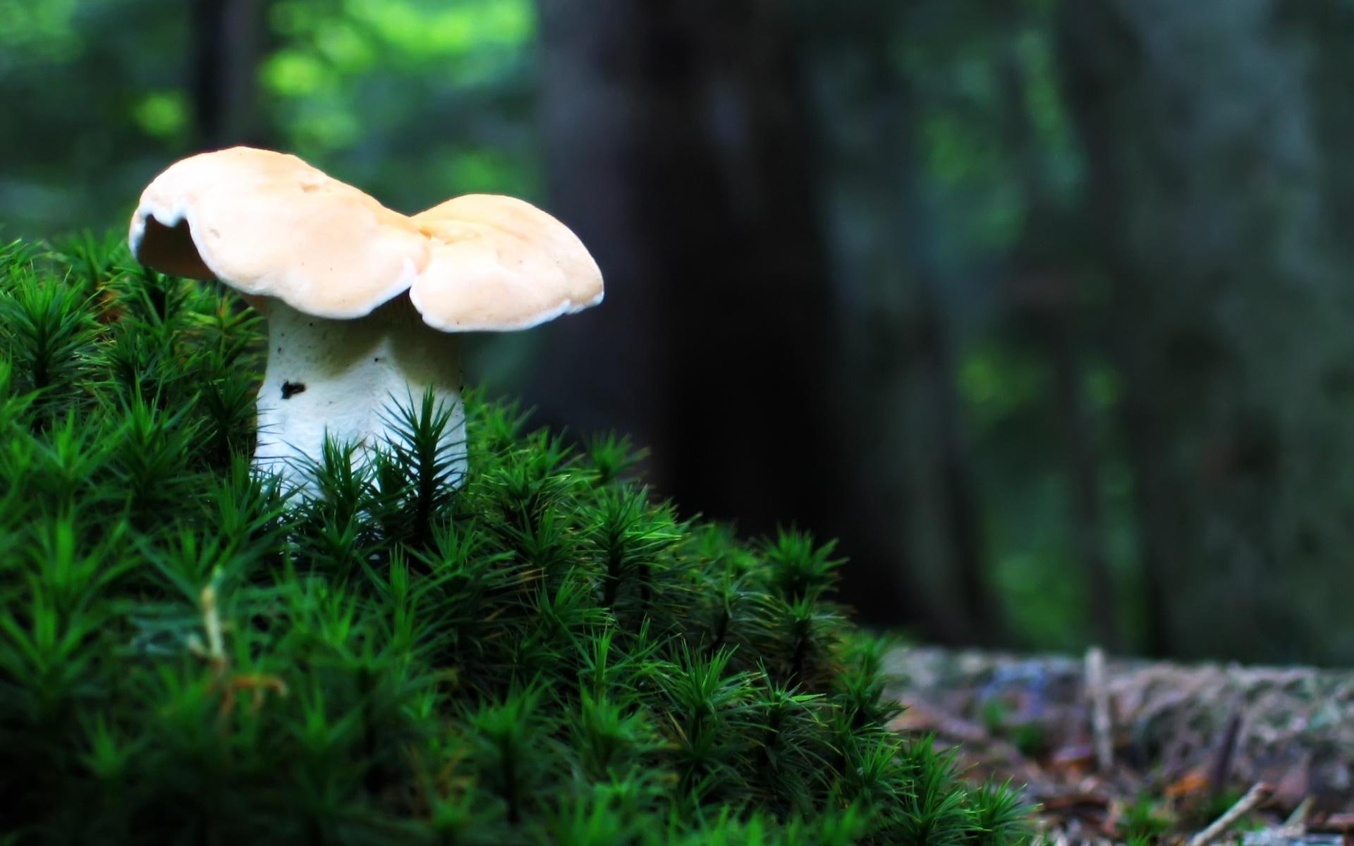 fungi, forest, lonely, mushroom, nature, 1080P, nature and landscapes, HD Wallpaper