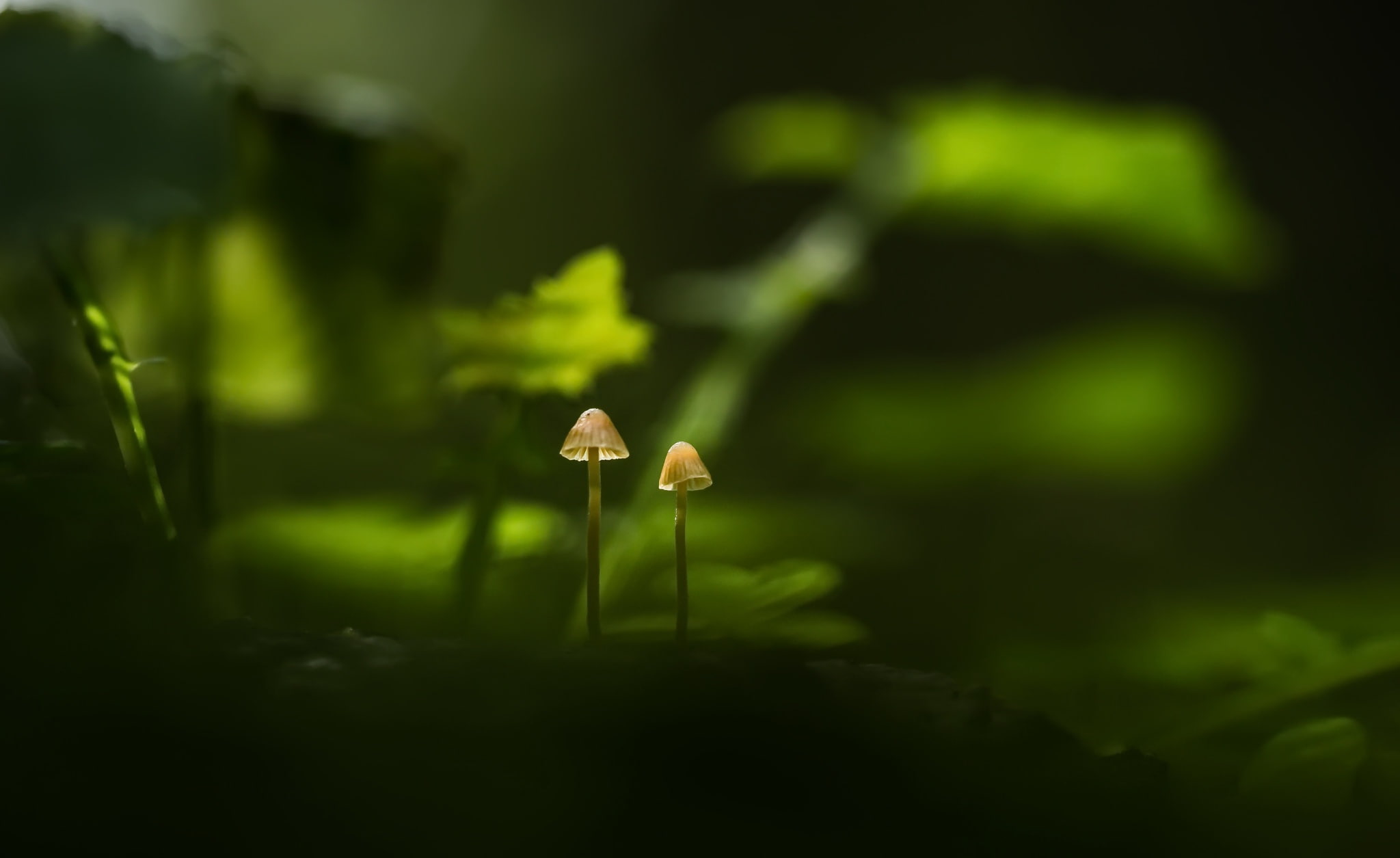 1080P, mushroom, macro, green, nature, plants, HD Wallpaper