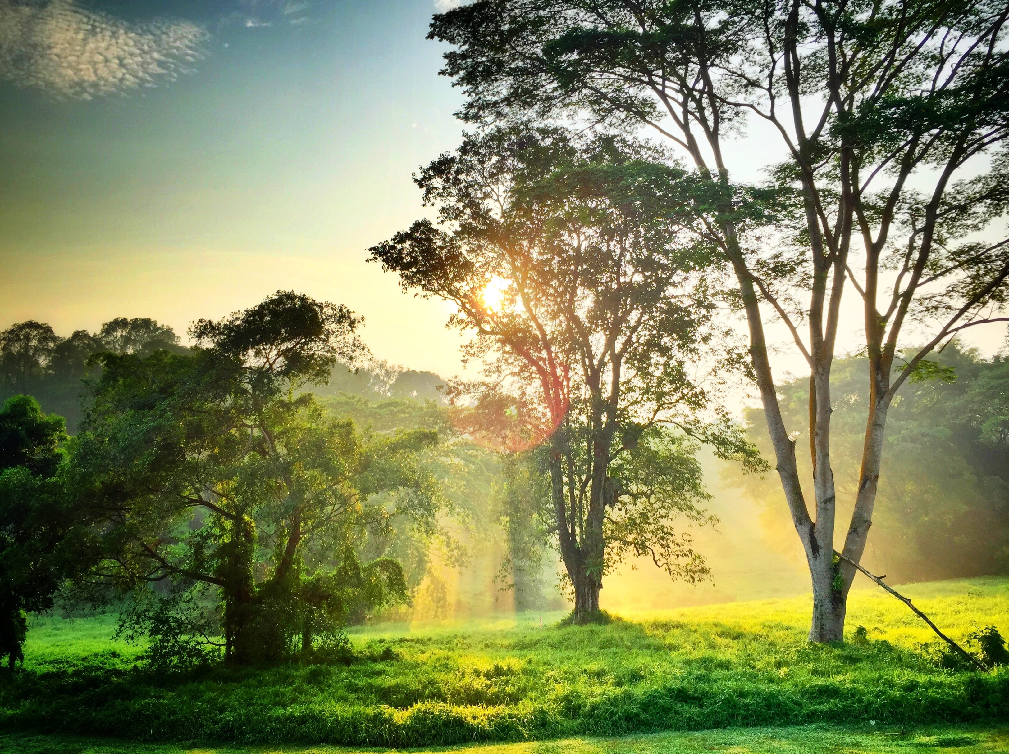 sunbeam, sunrise, growth, trees, lens flare, green, outdoor, forest, land, morning, non-urban scene, sunny, tree, mist, plant, natural, outdoors, light, HD Wallpaper