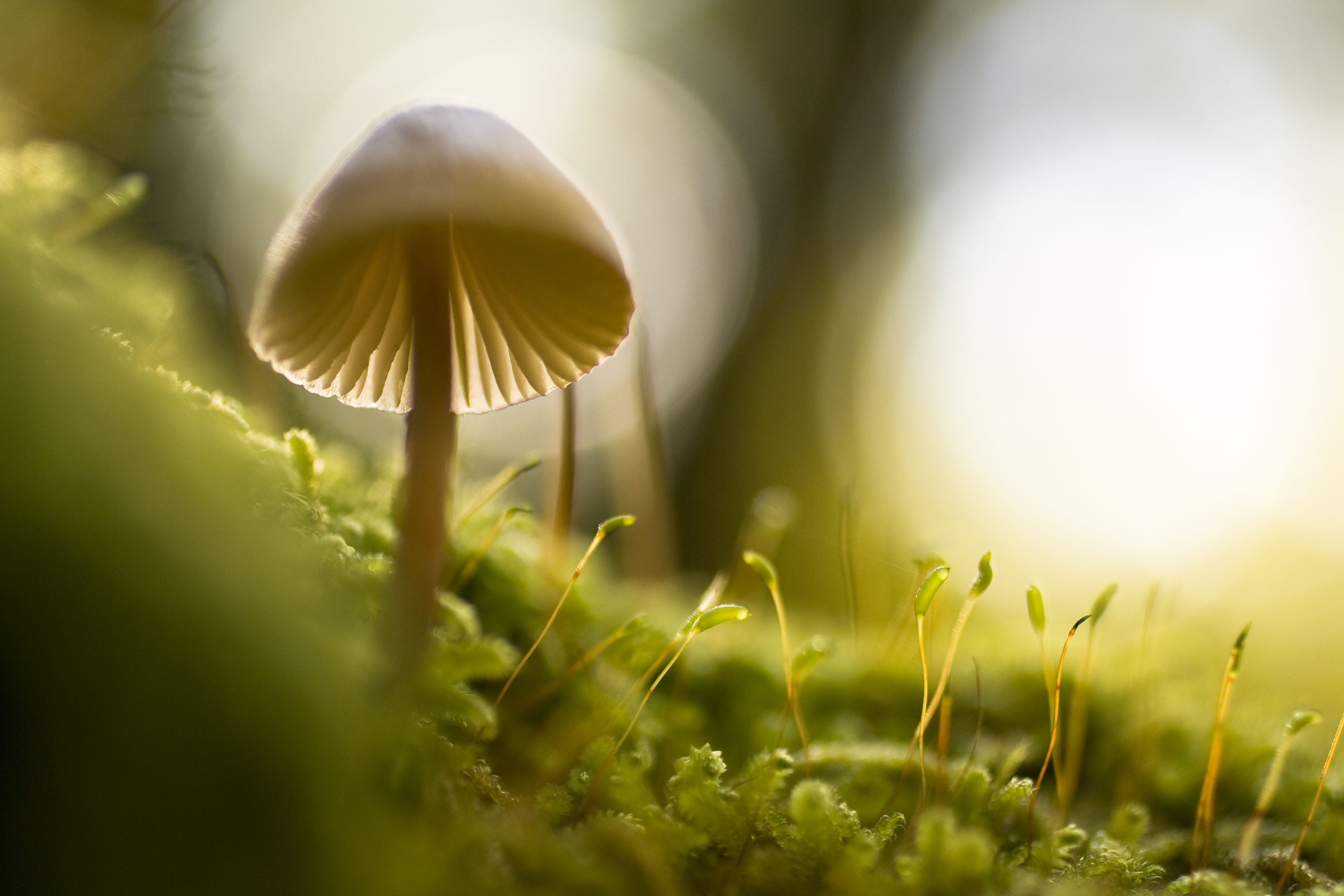 depth of field, photograph, 4K, macro, selective focus, fragility, fern, grass, plant, autumn, land, mushroom, uncultivated, surface level, fungus, toadstool, HD Wallpaper