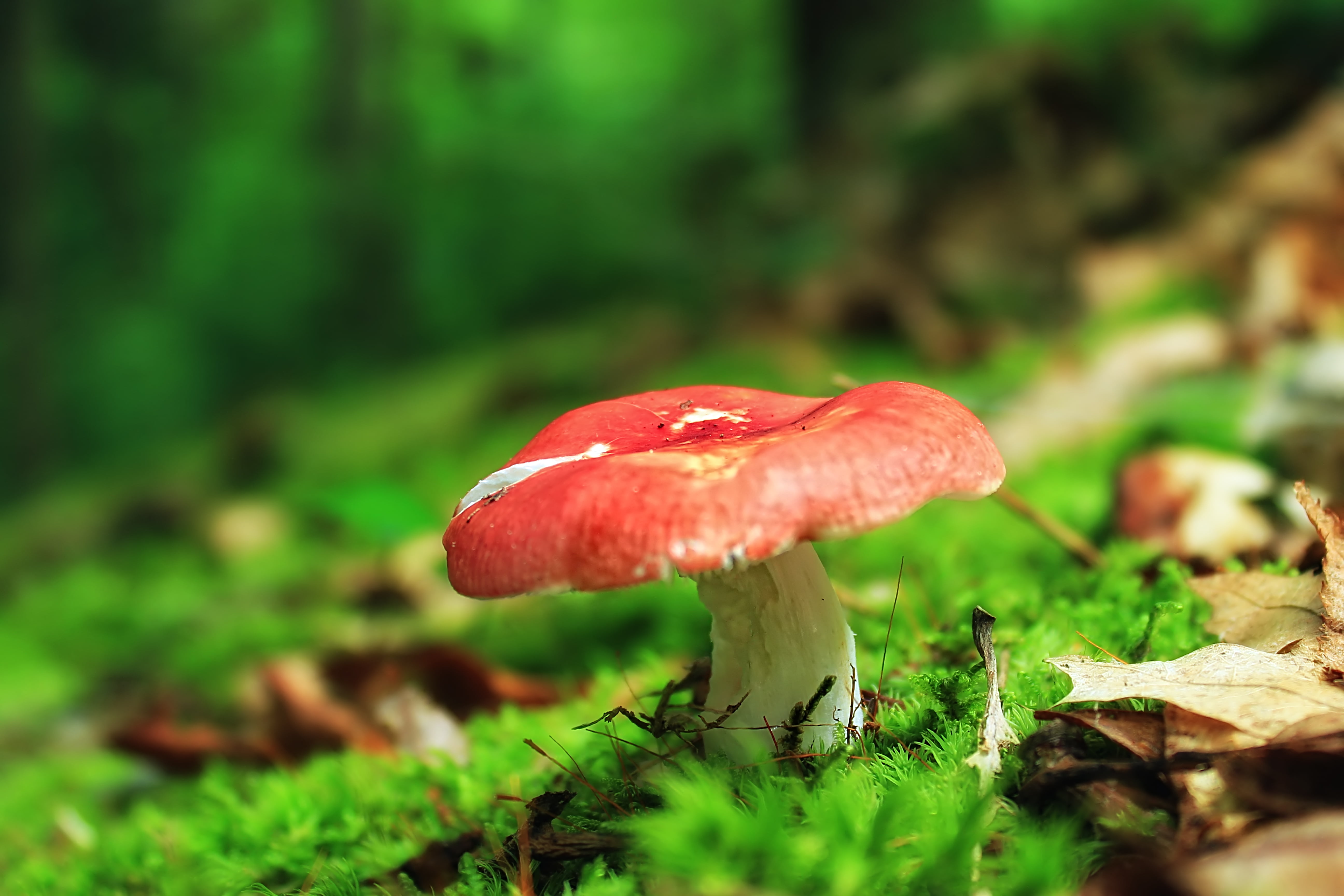 nature, photography, white, 5K, understory, fungus, Russula silvicola, moss, Early-Morning, hiking, white mushroom, cap, Tiadaghton State Forest, undergrowth, HD Wallpaper