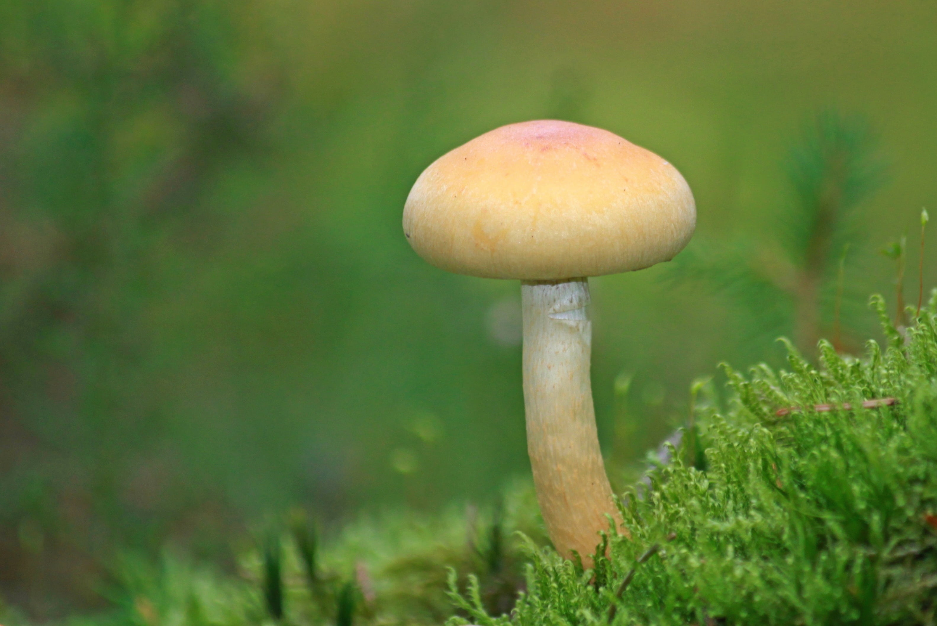 autumn, moss, forest, vegetable, land, forest floor, fungal species, focus, mushroom time, macro, season, day, daytime, outdoors, nature, botany, shallow, HD Wallpaper