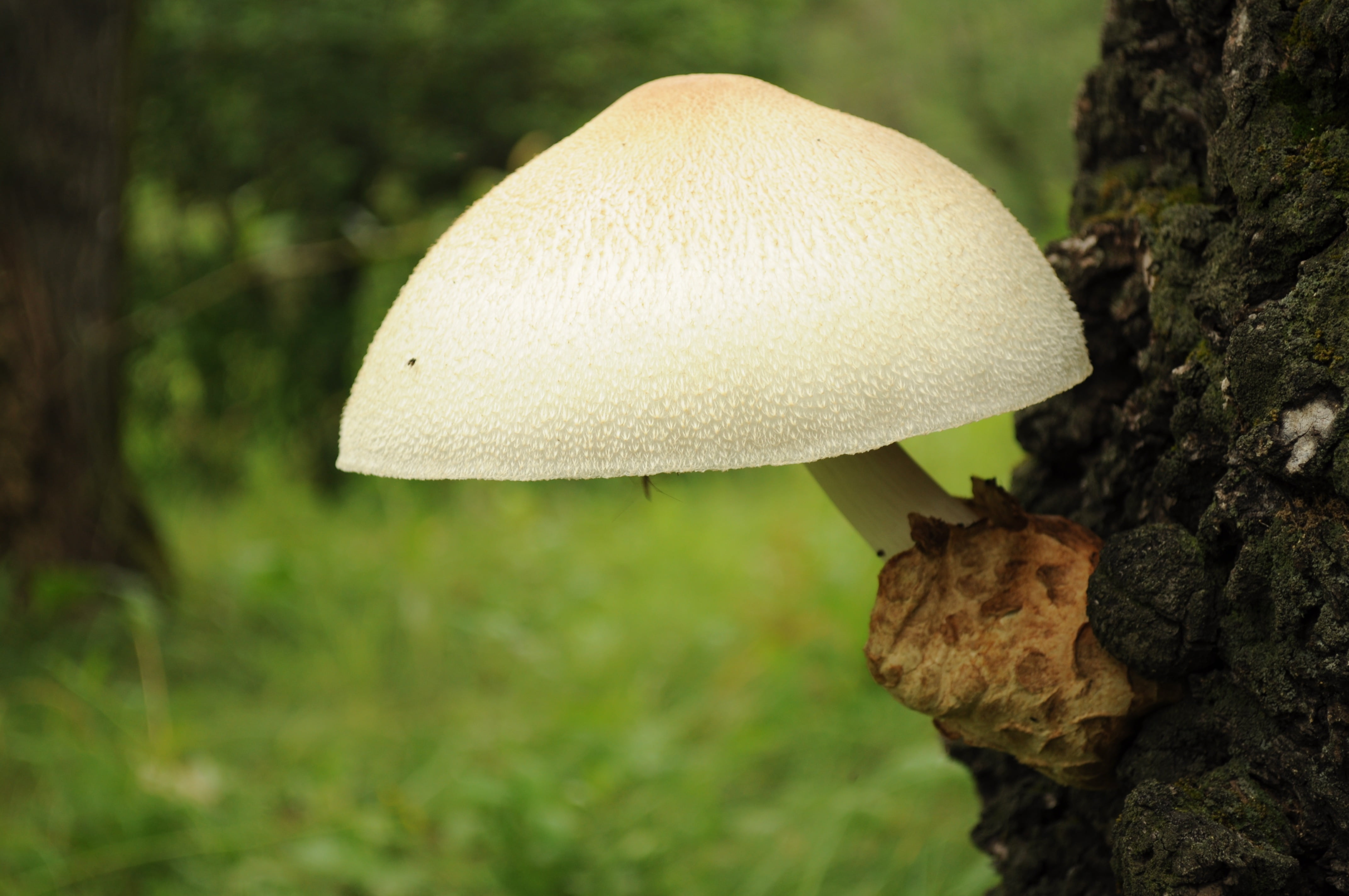 tree, focus on foreground, vegetable, gardens, moss, mushroom, white, outdoors, woody, trunk, land, food and drink, beauty in nature, woods, green color, HD Wallpaper