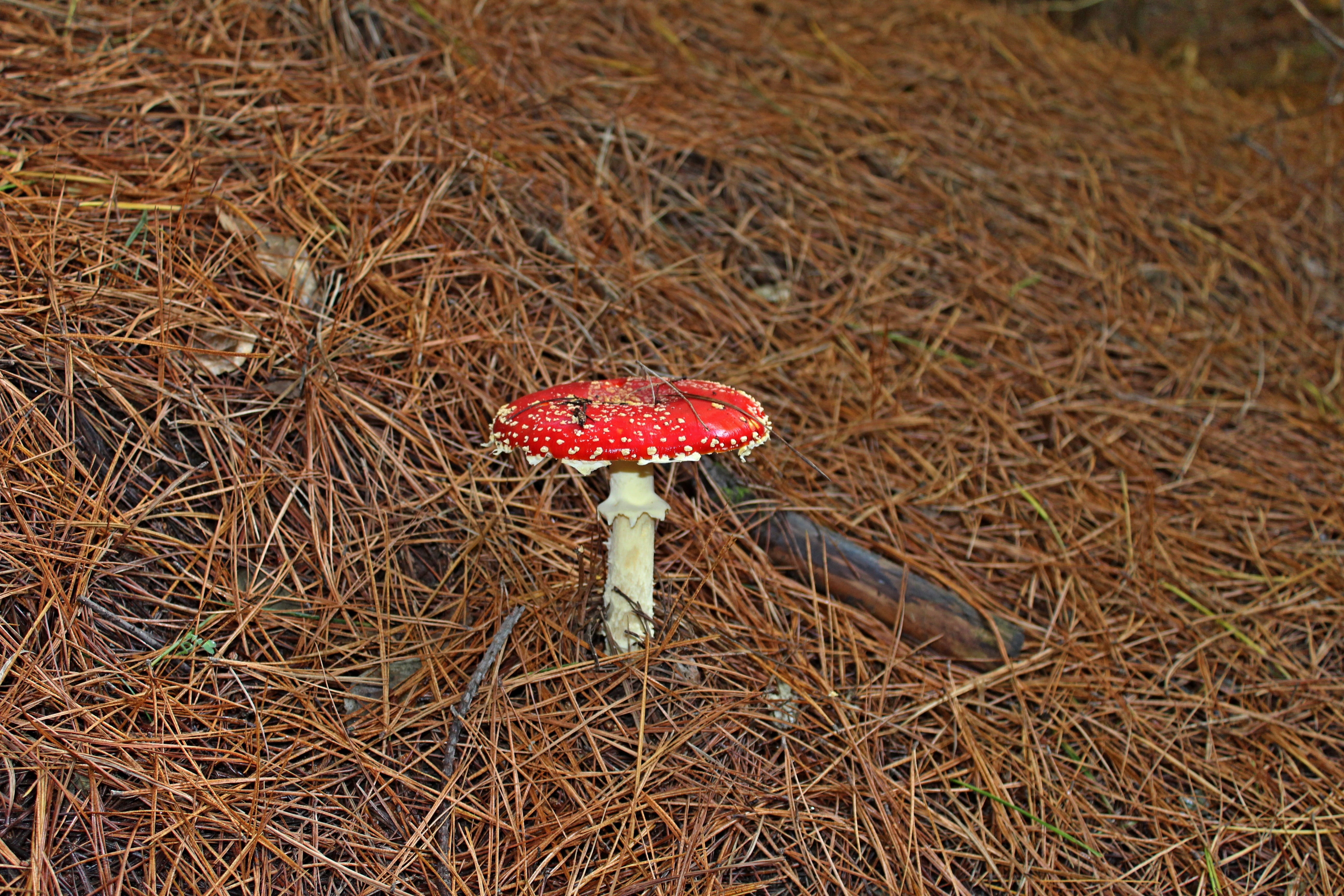 focus on foreground, poisonous, toadstool, wild, fly agaric mushroom, tree, fall, food, grass, no people, fungus, high angle view, autumn, white, beauty in nature, HD Wallpaper