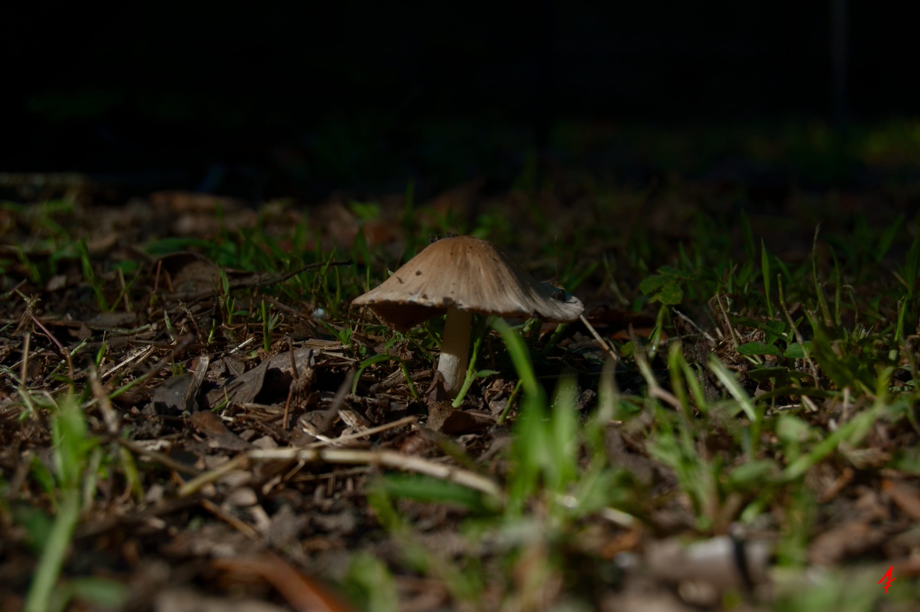 green, autumn, organic, aggression, color, vegetable, fungus, wild, outdoors, vulnerability, season, land, brown, 2K, plant, close-up, boletus, cap, growth, HD Wallpaper