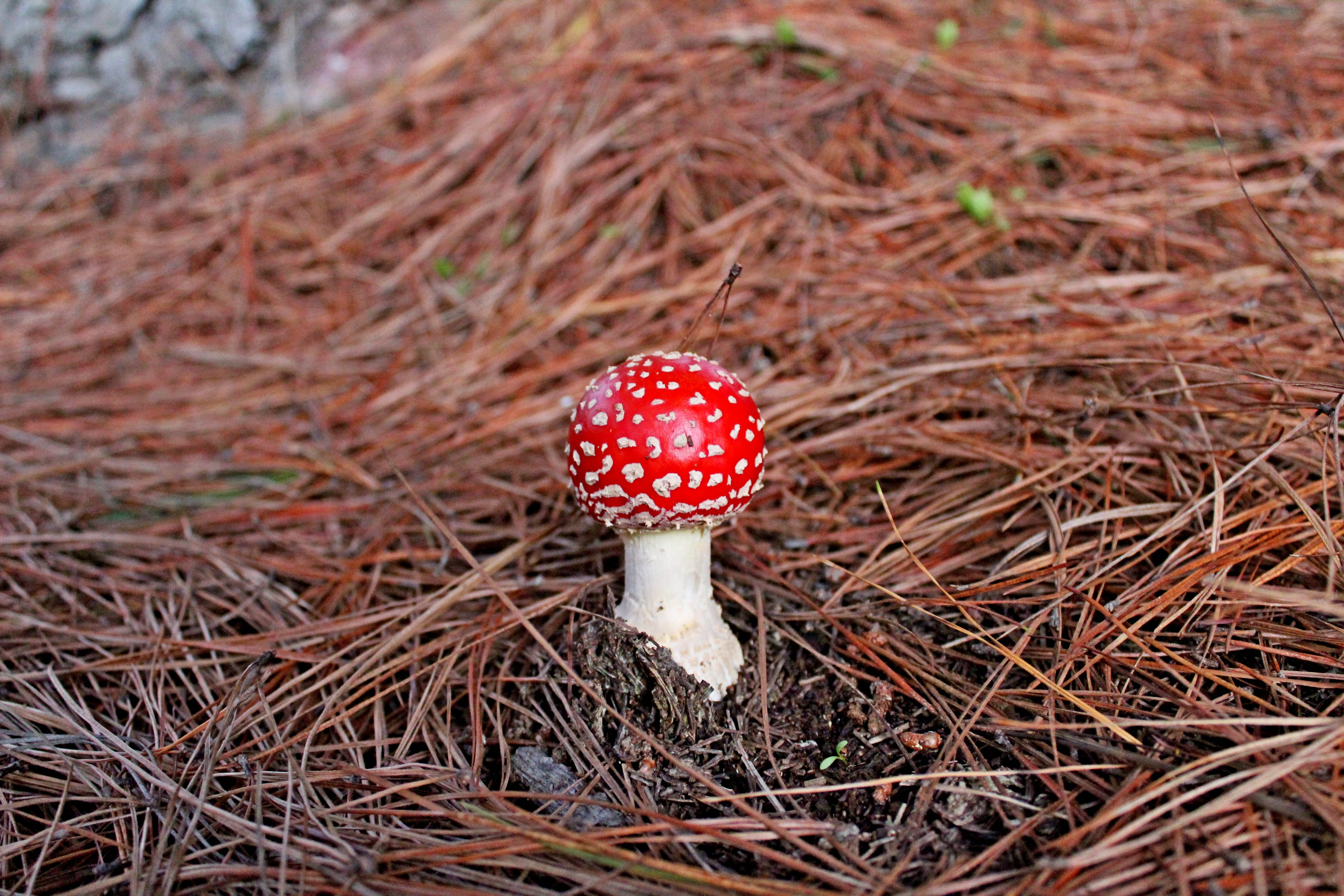 wood, wild, outdoors, cap, field, autumn, toadstool, trunk, macro, no people, red, tree, spotted, season, toxic Substance, Fungus, boletus, green, high angle view, HD Wallpaper