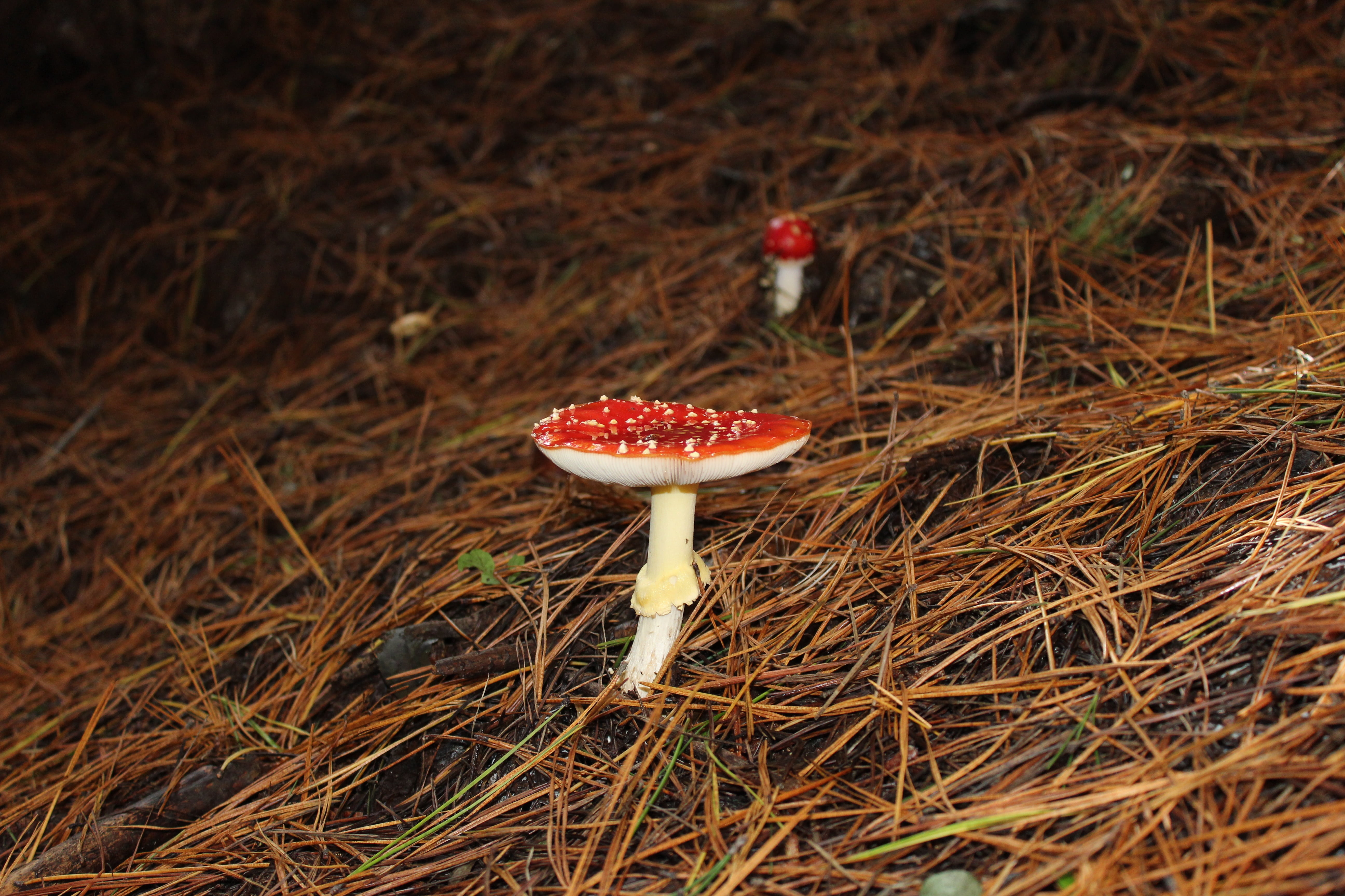 natural, toadstool, outdoor, tree, stump, color, focus on foreground, autumn, green, cap, grass, group, summer, plant, organic, 5K, land, close-up, fresh, HD Wallpaper