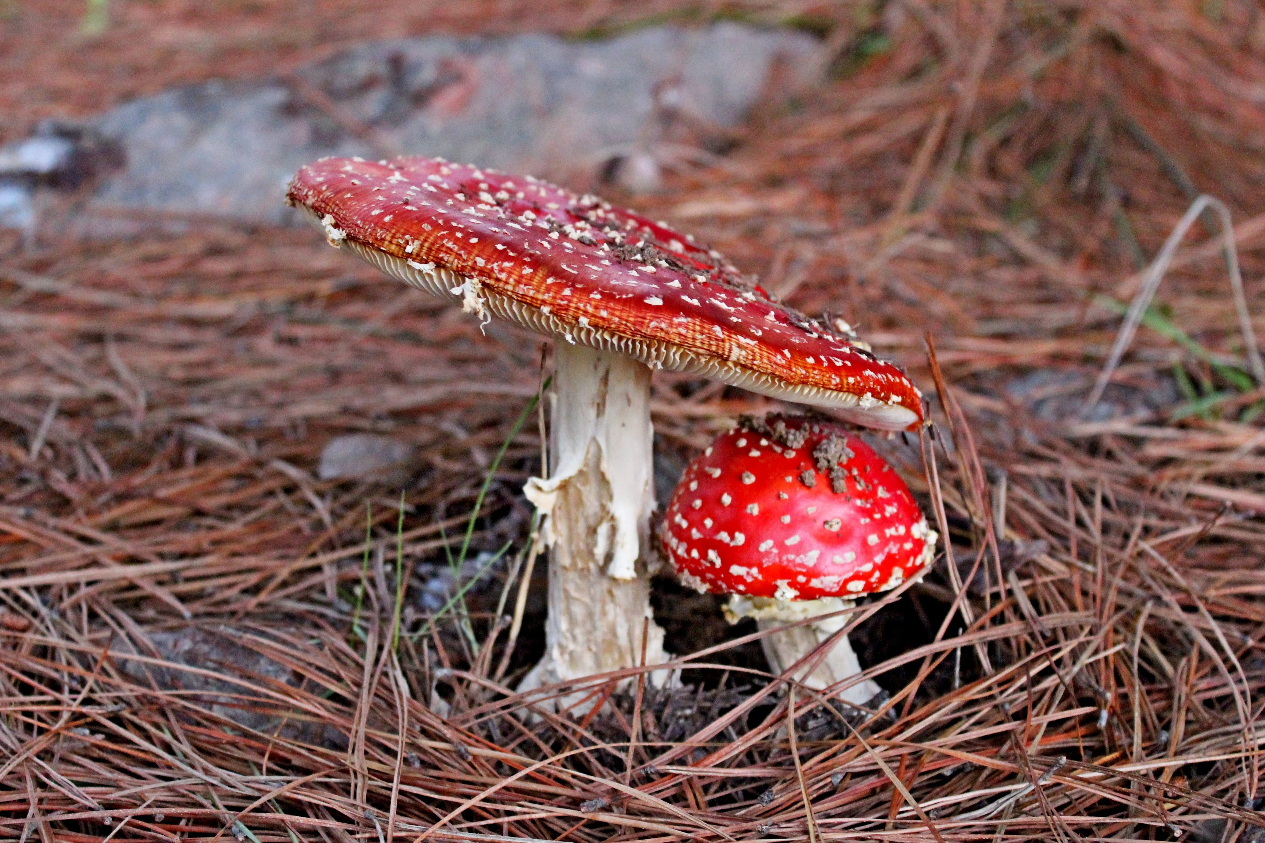edible, 4K, food, group, focus on foreground, wood, white, Forest, beauty in nature, day, stem, red, natural, brown, fungi, outdoor, color, summer, spotted, HD Wallpaper