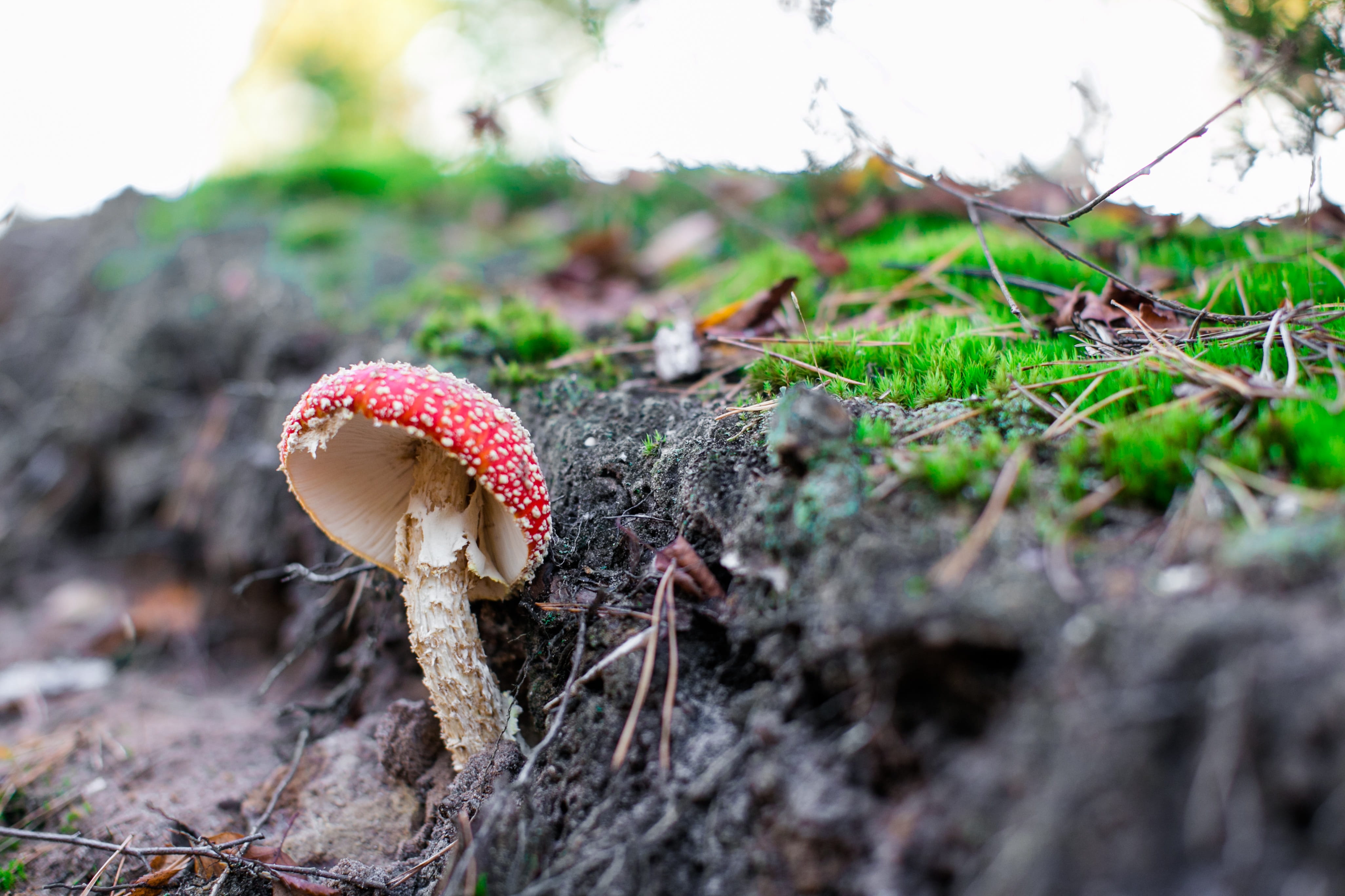 vegetation, cap, growth, beauty in nature, moss, Fungus, food and drink, fontainebleau, outdoors, food, forest, Fall, mushroom, tree, toxic Substance, focus on foreground, HD Wallpaper