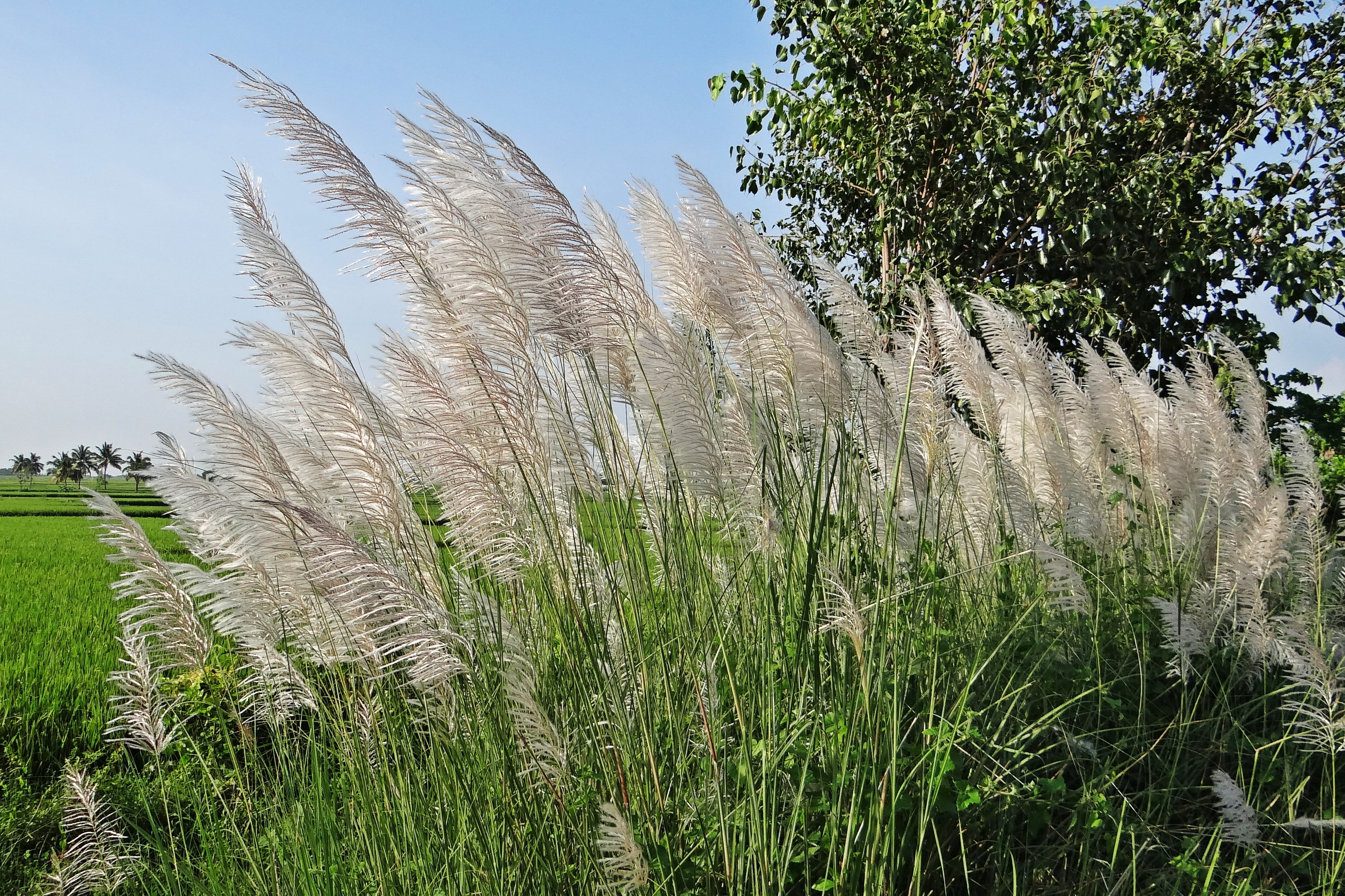 nature, non-urban scene, land, grass, botany, scenic, beauty in nature, tranquil scene, bloom, spontaneum, field, leaf, tree, reed - grass family, karnataka, HD Wallpaper