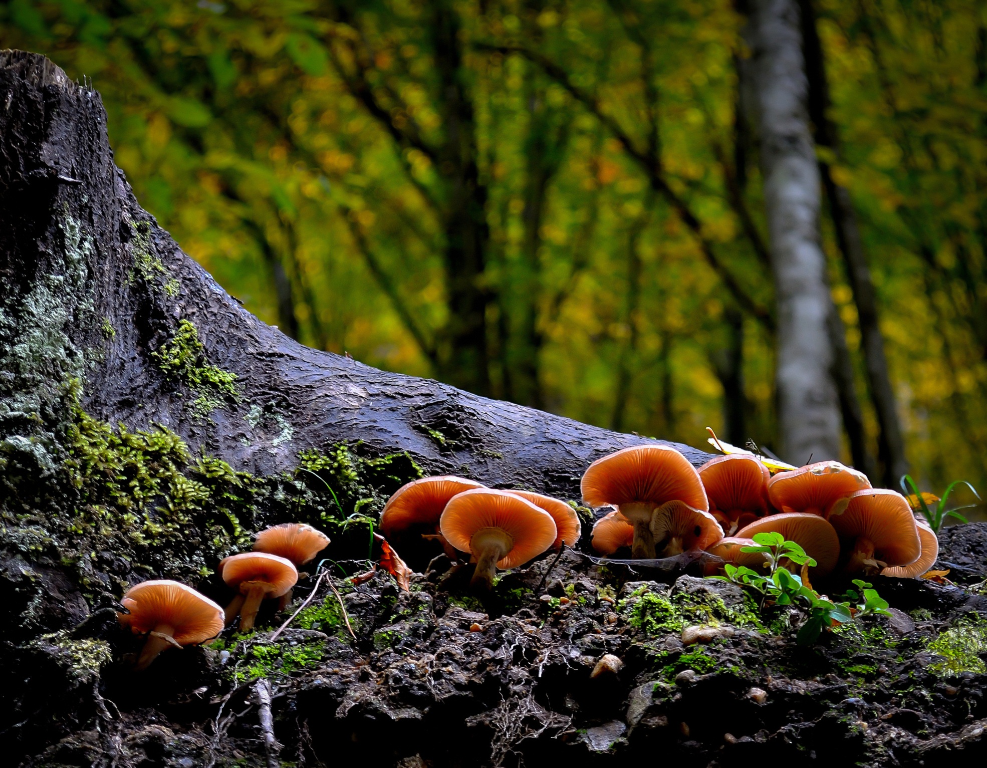 close-up, outdoors, bark, natural, mushrooms, fall, nature, vegetable, tree trunk, no people, fungus, wild, focus, forest, trunk, brown, woodland, food and drink, HD Wallpaper