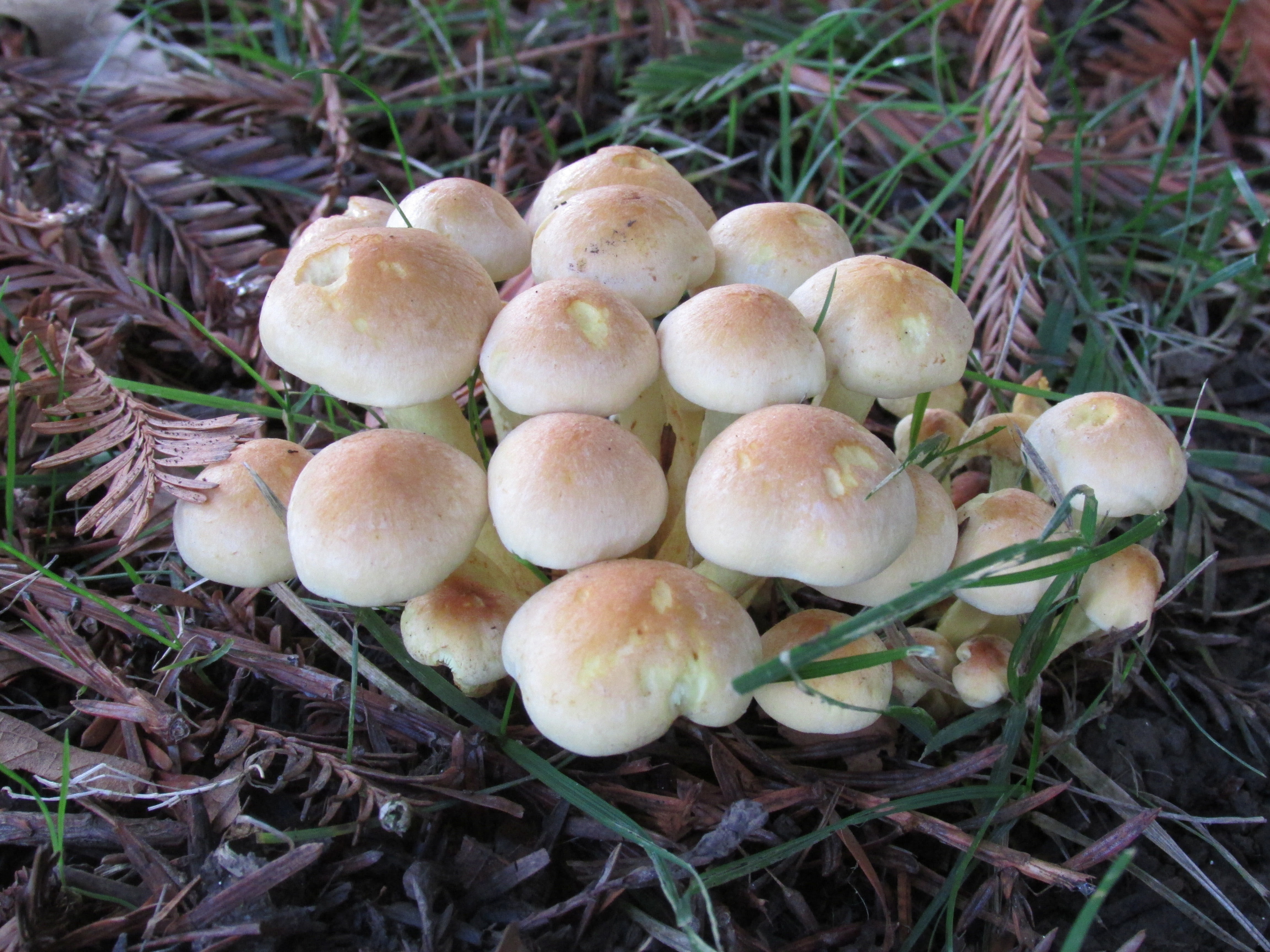 no people, 4K, mushroom, plant, fungi, growth, food and drink, field, oregon, beauty in nature, food, woods, day, forest, high angle view, freshness, close-up, HD Wallpaper