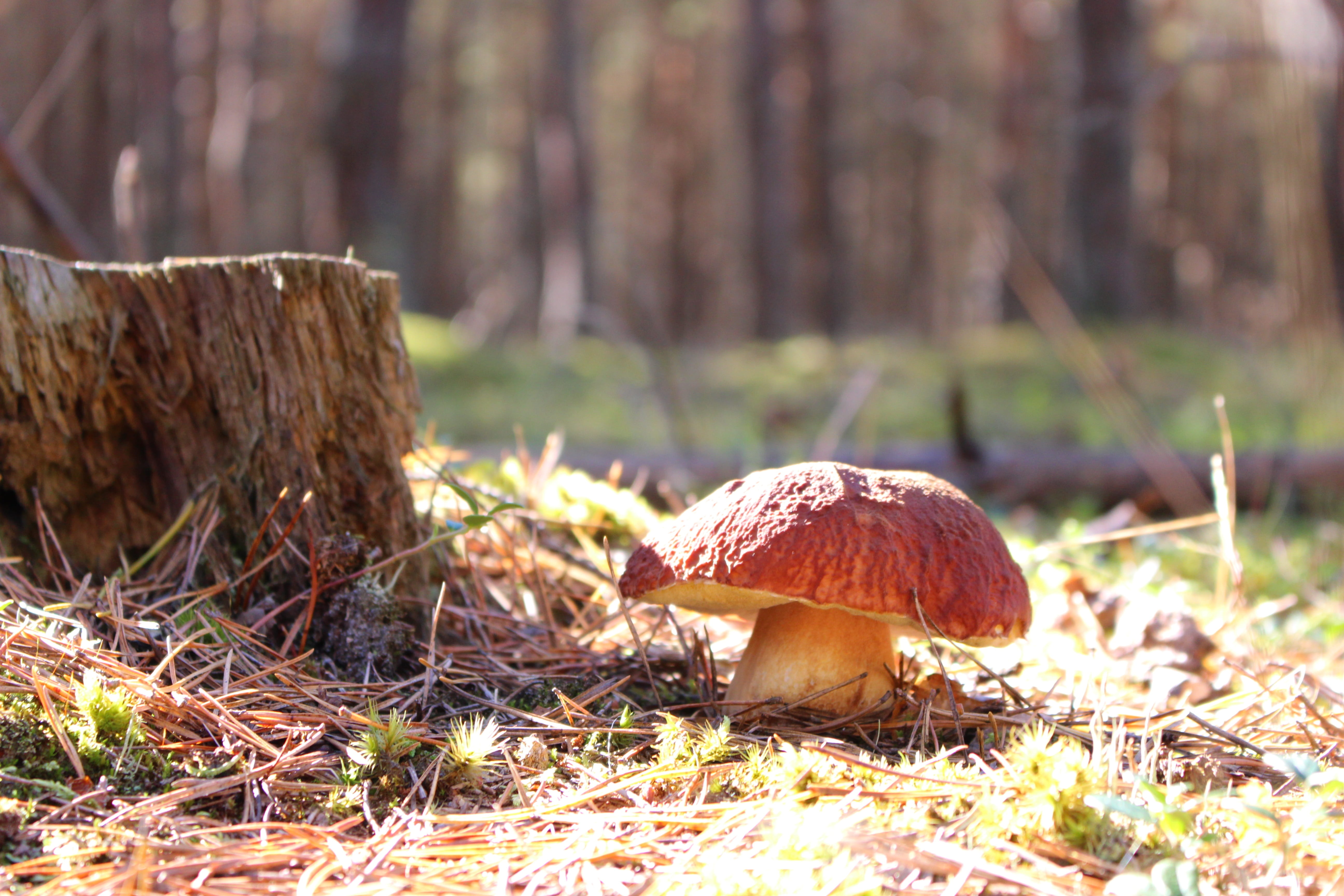 nature, no people, selective focus, wild, Boletus Edulis, poisonous, surface level, season, toadstool, autumn, tasty, uncultivated, tree, forest litter, HD Wallpaper