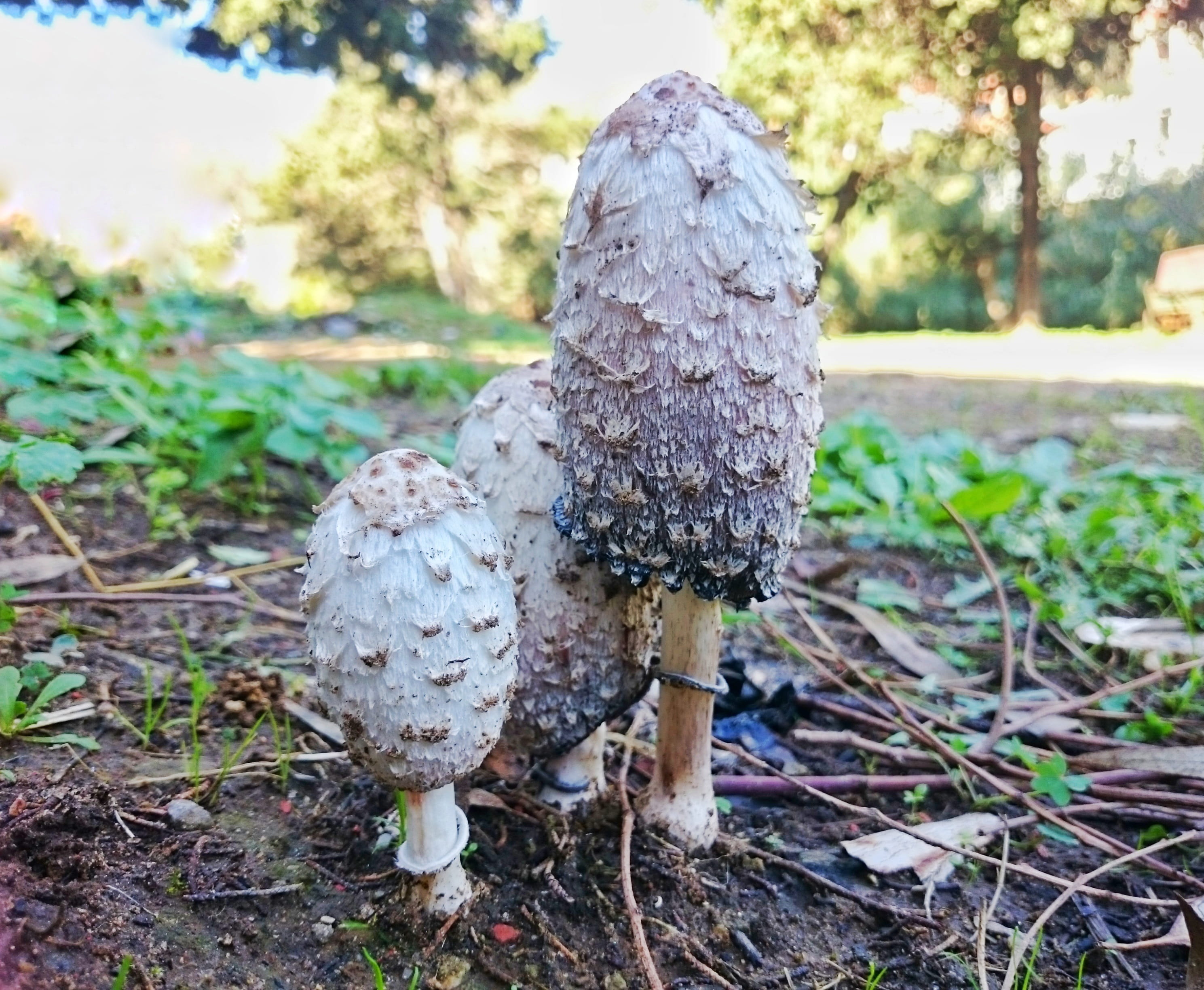toadstool, freshness, focus on foreground, dog, land, bark, grass, day, growth, plant, forest, nature, child, vegetable, Poison, brown, mushroom, childhood, HD Wallpaper