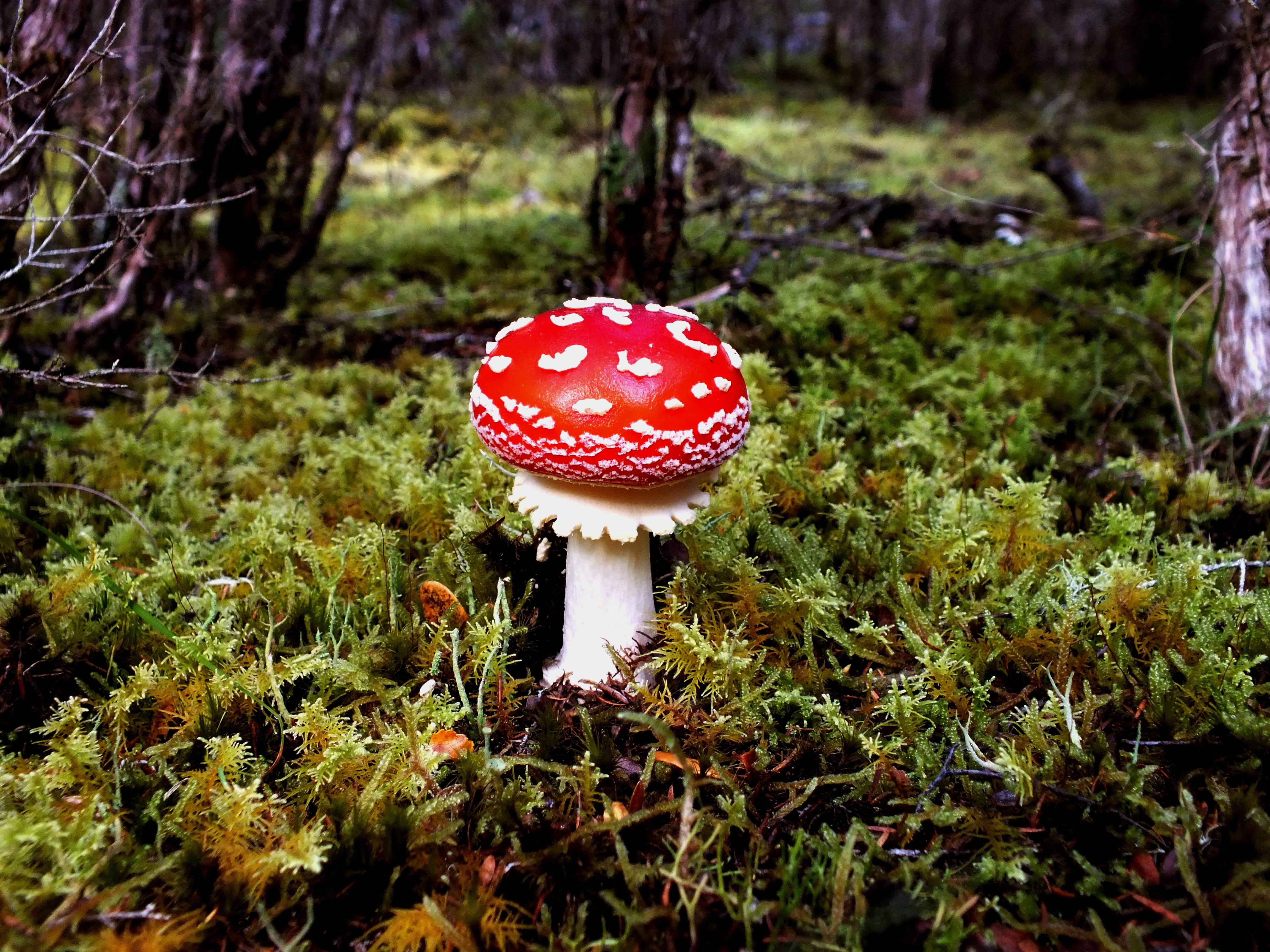 nature, freshness, wild, green, field, autumn, vegetable, no people, 4K, fungus, leaf, poisonous, plant, outdoors, growth, land, toadstool, tree, fungi, HD Wallpaper