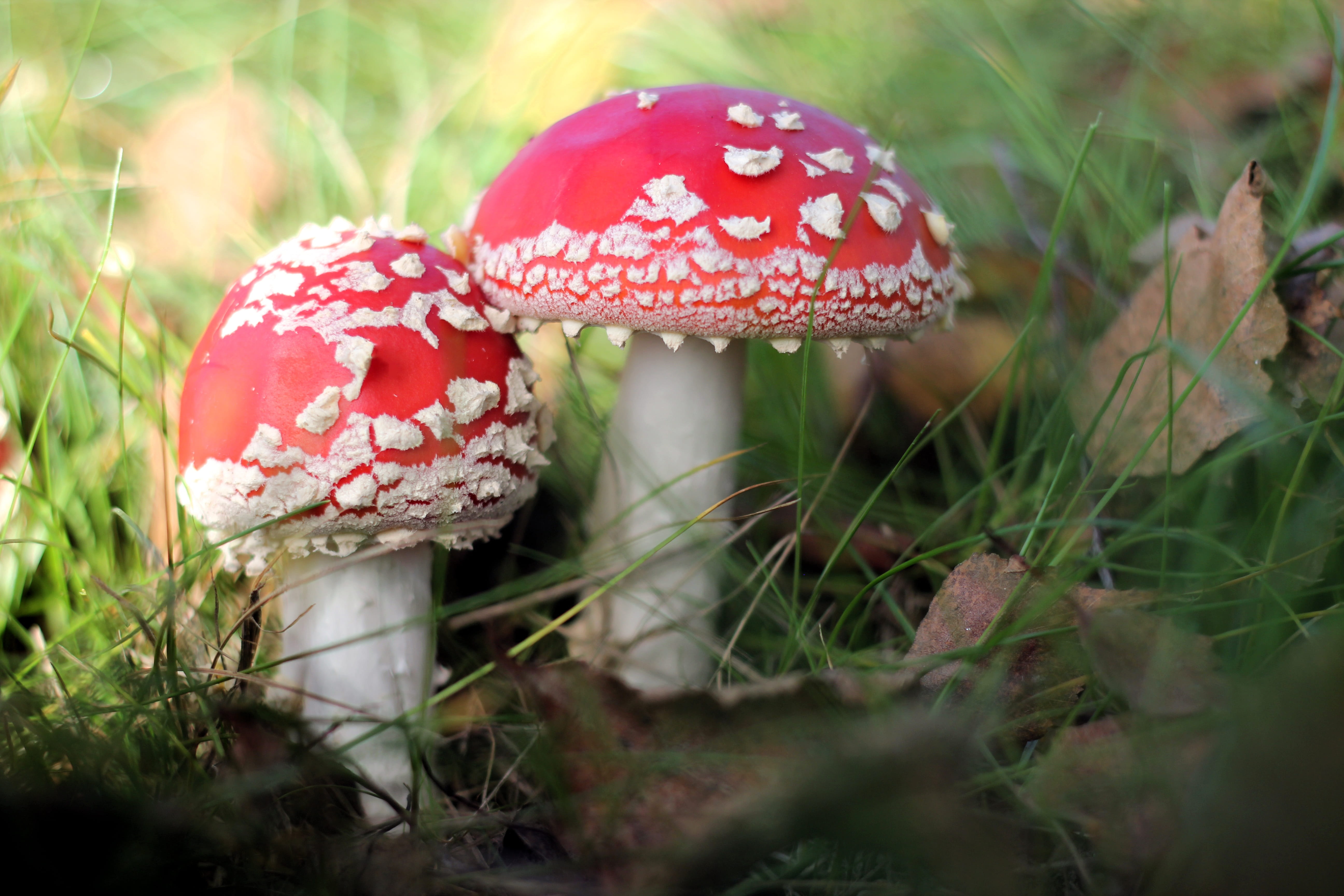 poisonous, fungus, forest, food, spotted, no people, toadstool, amanita, poison, mushroom, toxic, mushrooms, toadstools, outdoors, vegetable, muscaria, HD Wallpaper