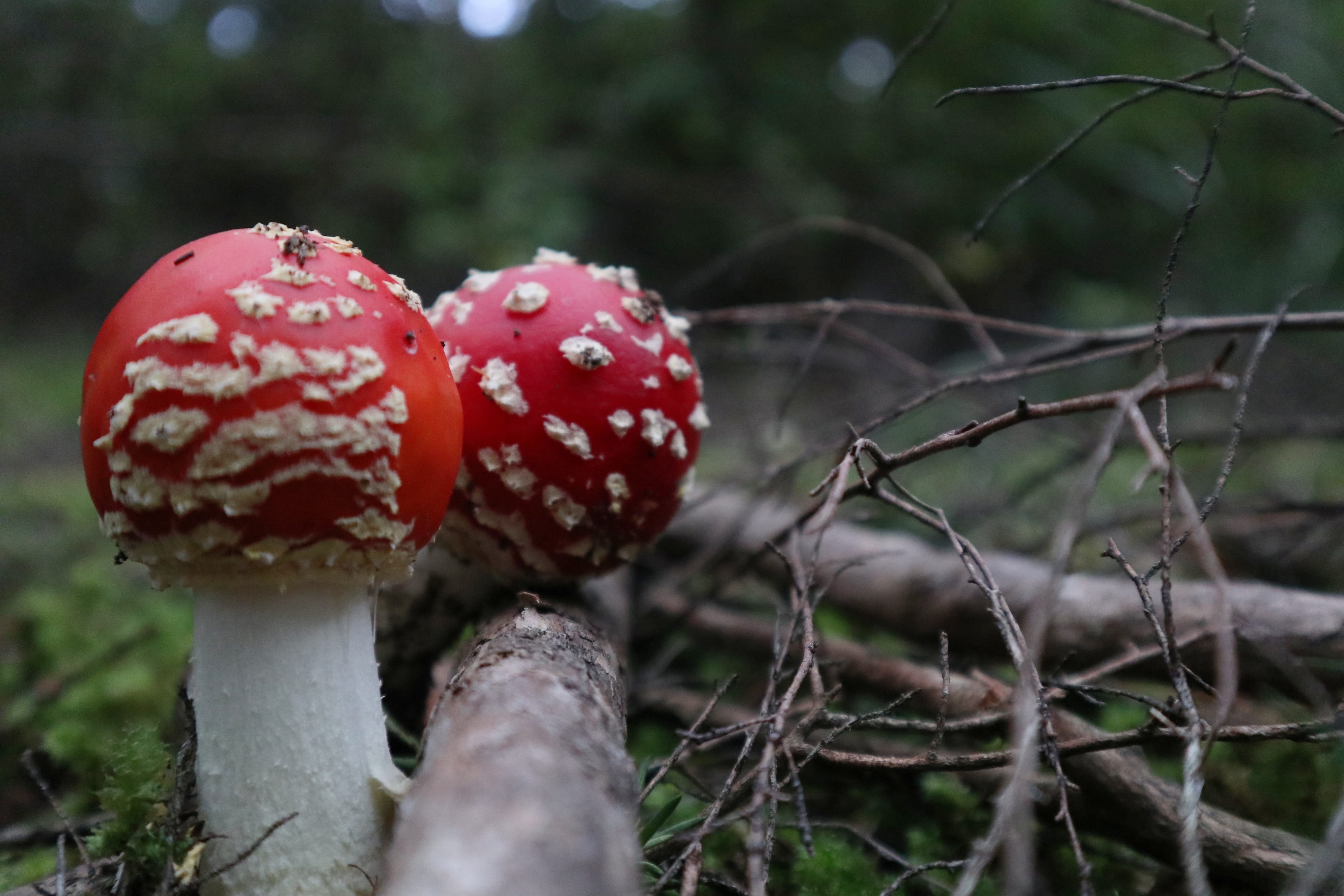 close-up, fall, list, organic, wild, uncultivated, hd, mushroom, rustic, no people, fungi, outdoors, day, fly agaric mushroom, vegan, flora, growth, color, HD Wallpaper