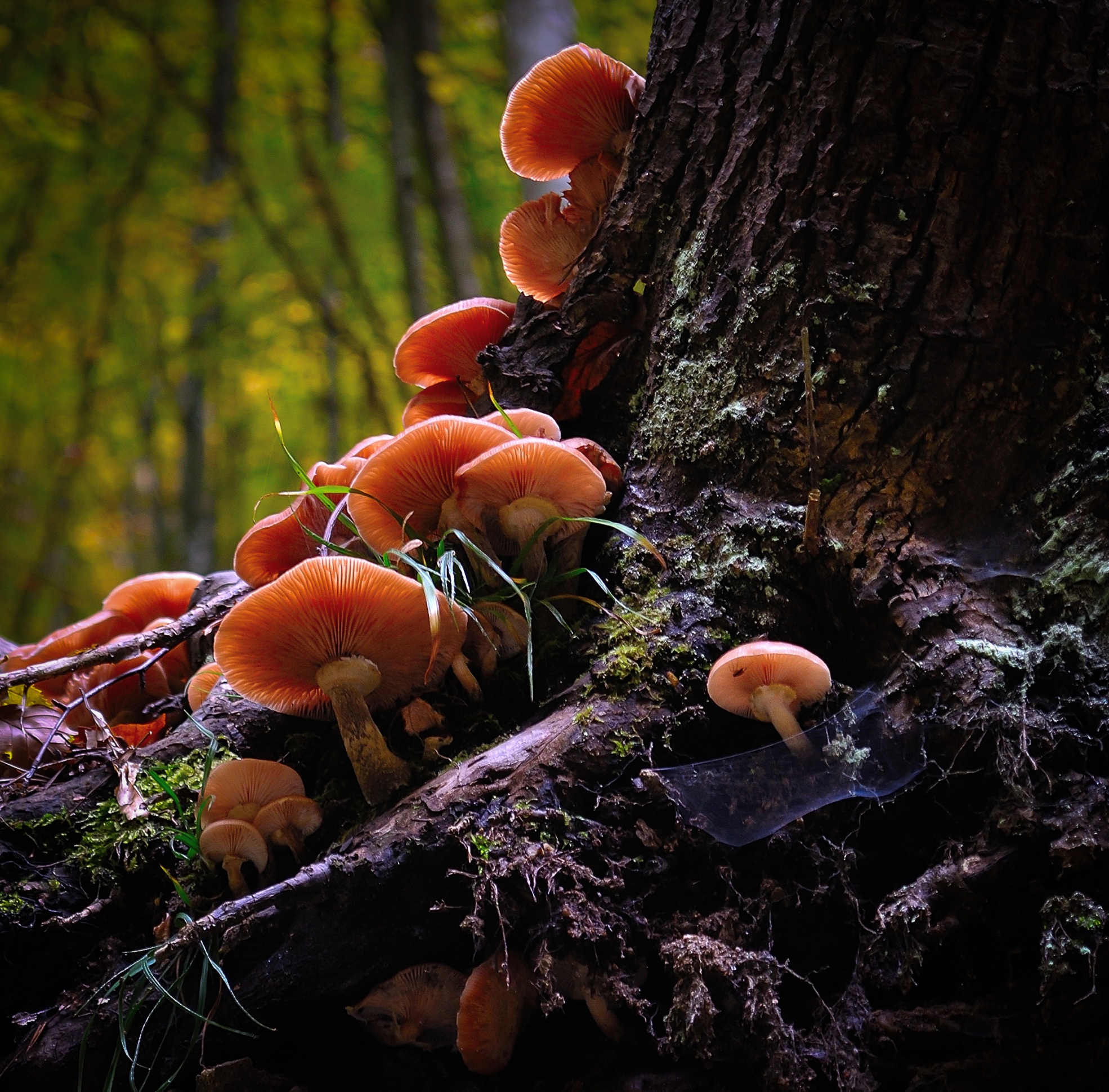natural, fungi, autumn, fungus, food, organic, moss, mushroom, forest, focus on foreground, day, cluster, tree trunk, edible, growth, nature, trunk, outdoors, HD Wallpaper
